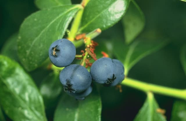 highbush blueberry