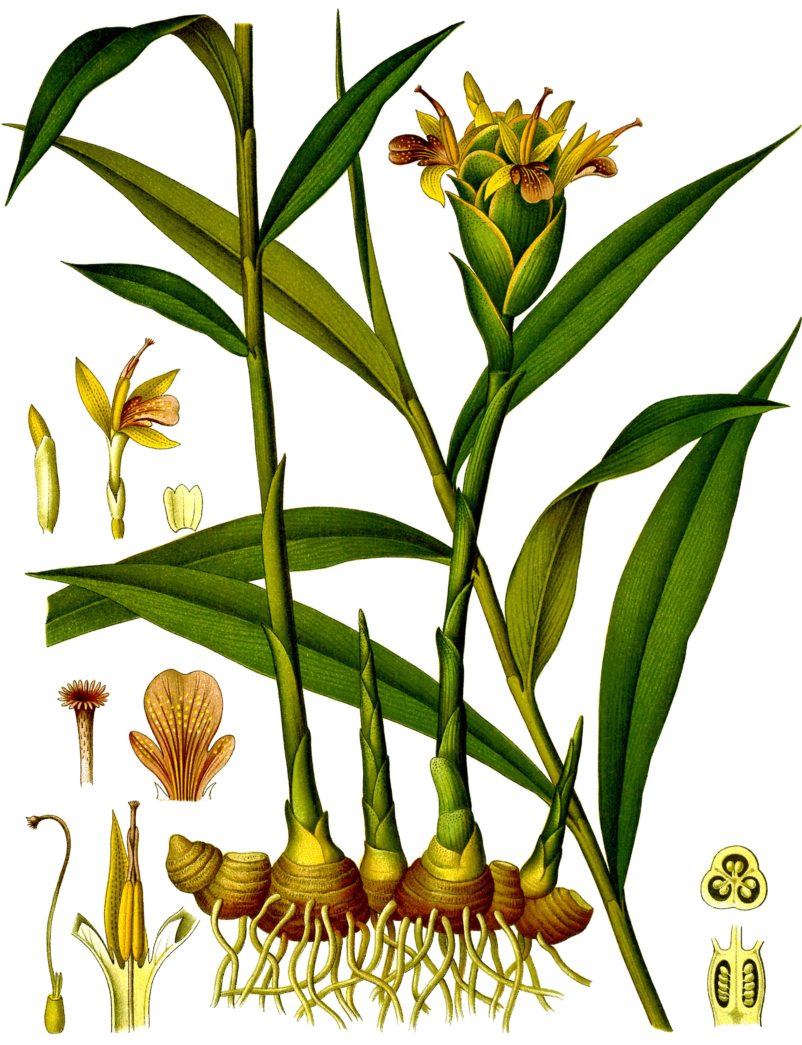 ginger food product