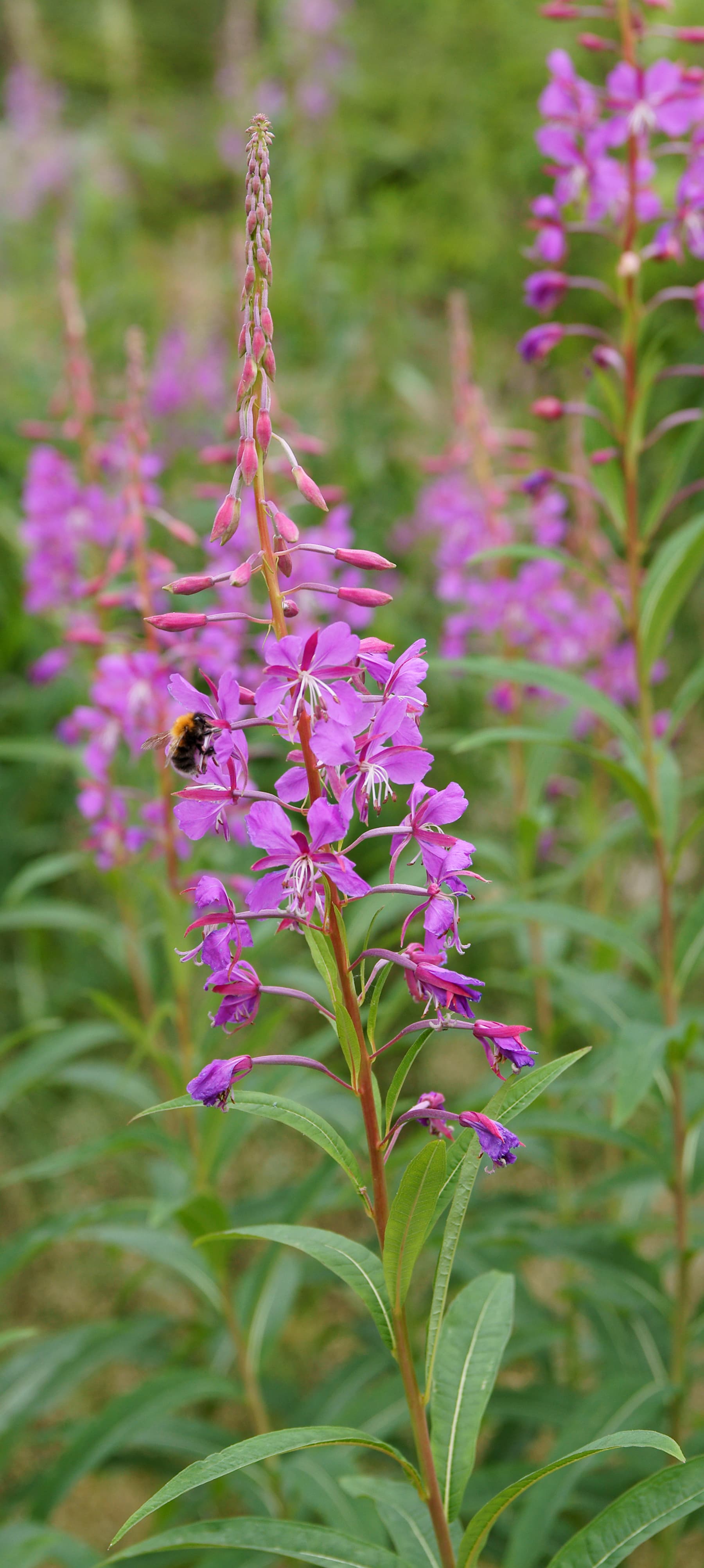 Fireweed, young leaves, raw (Alaska Native)