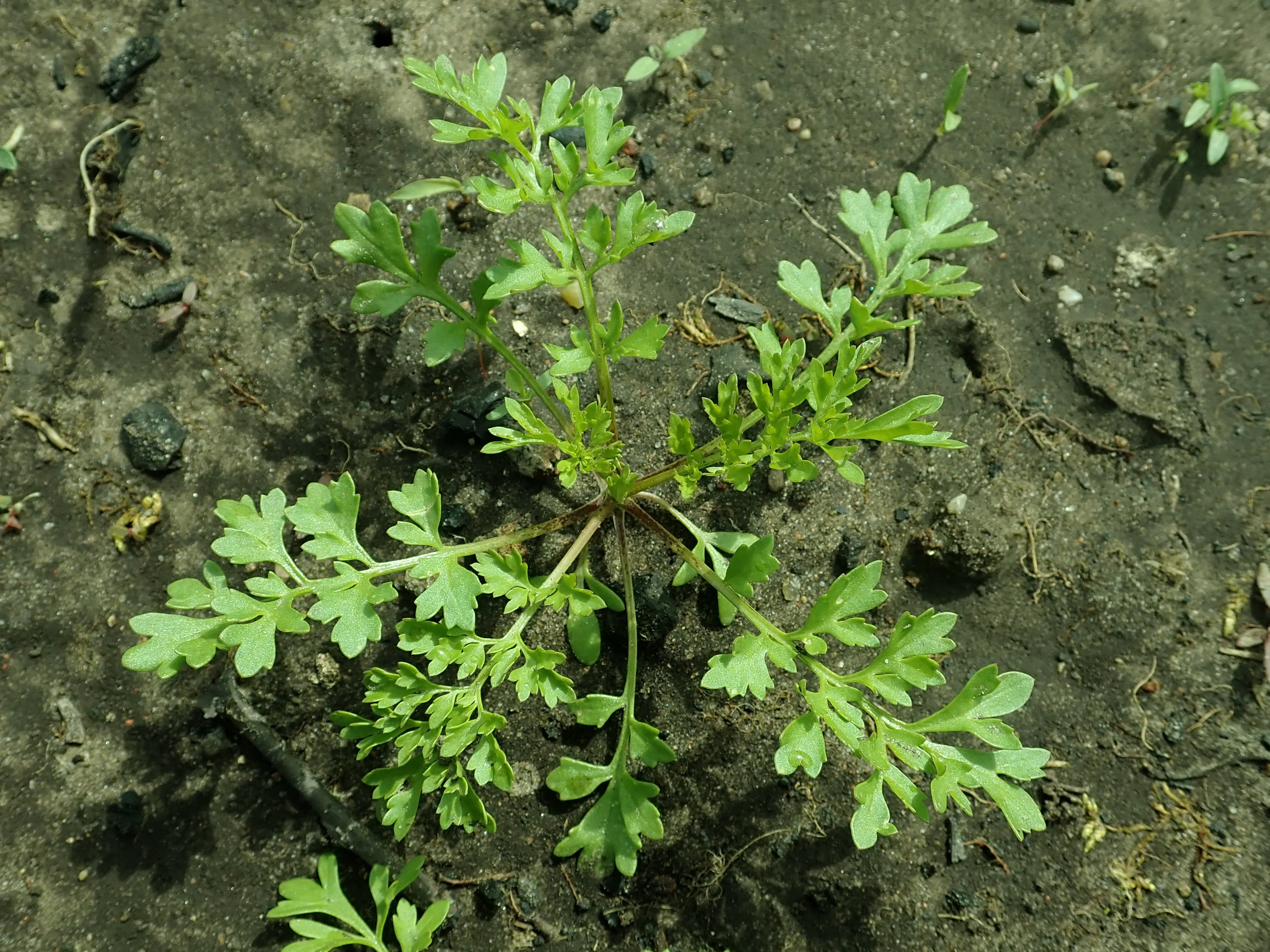 Garden cress