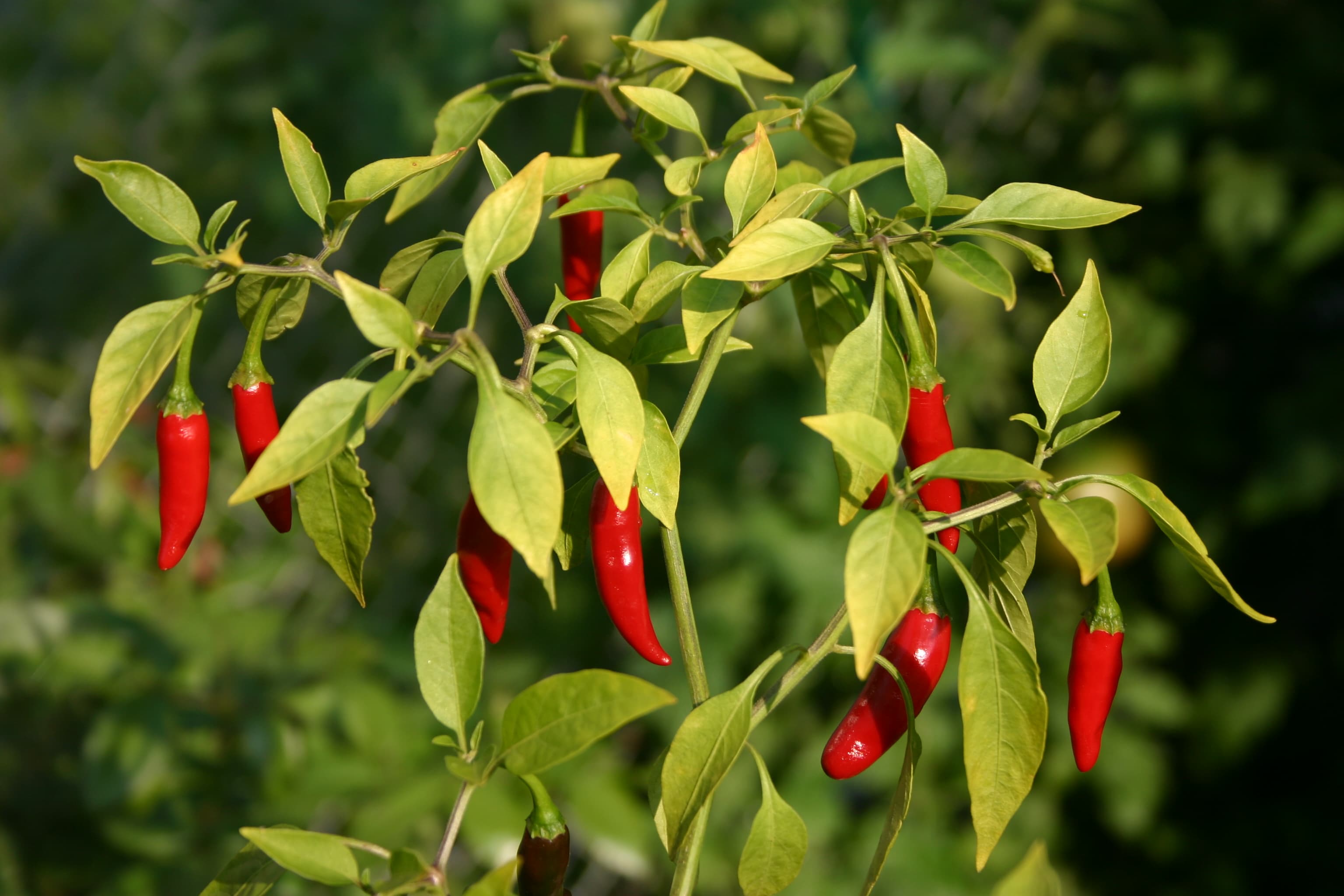 bird's eye chili