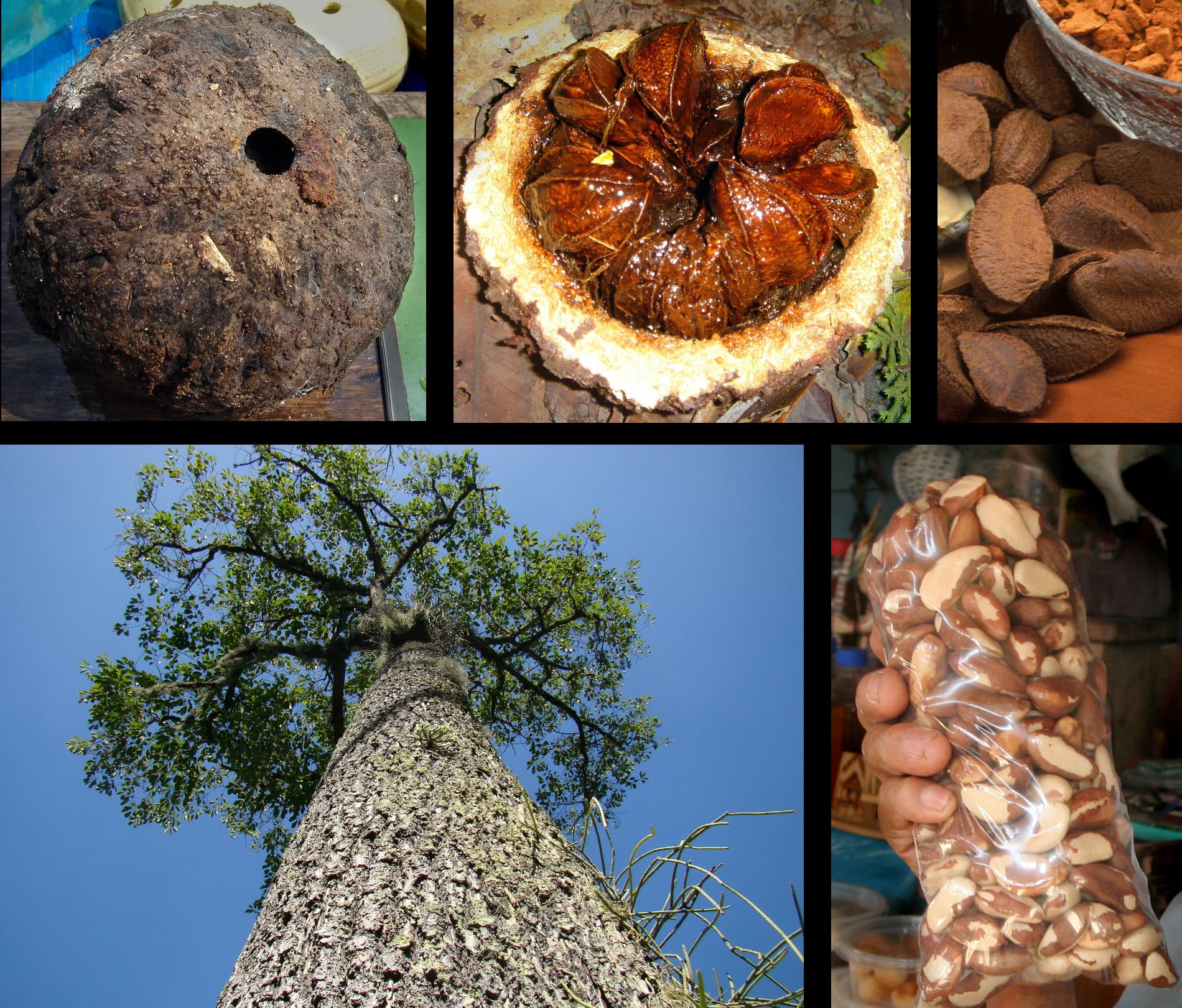 brazilnut (raw)