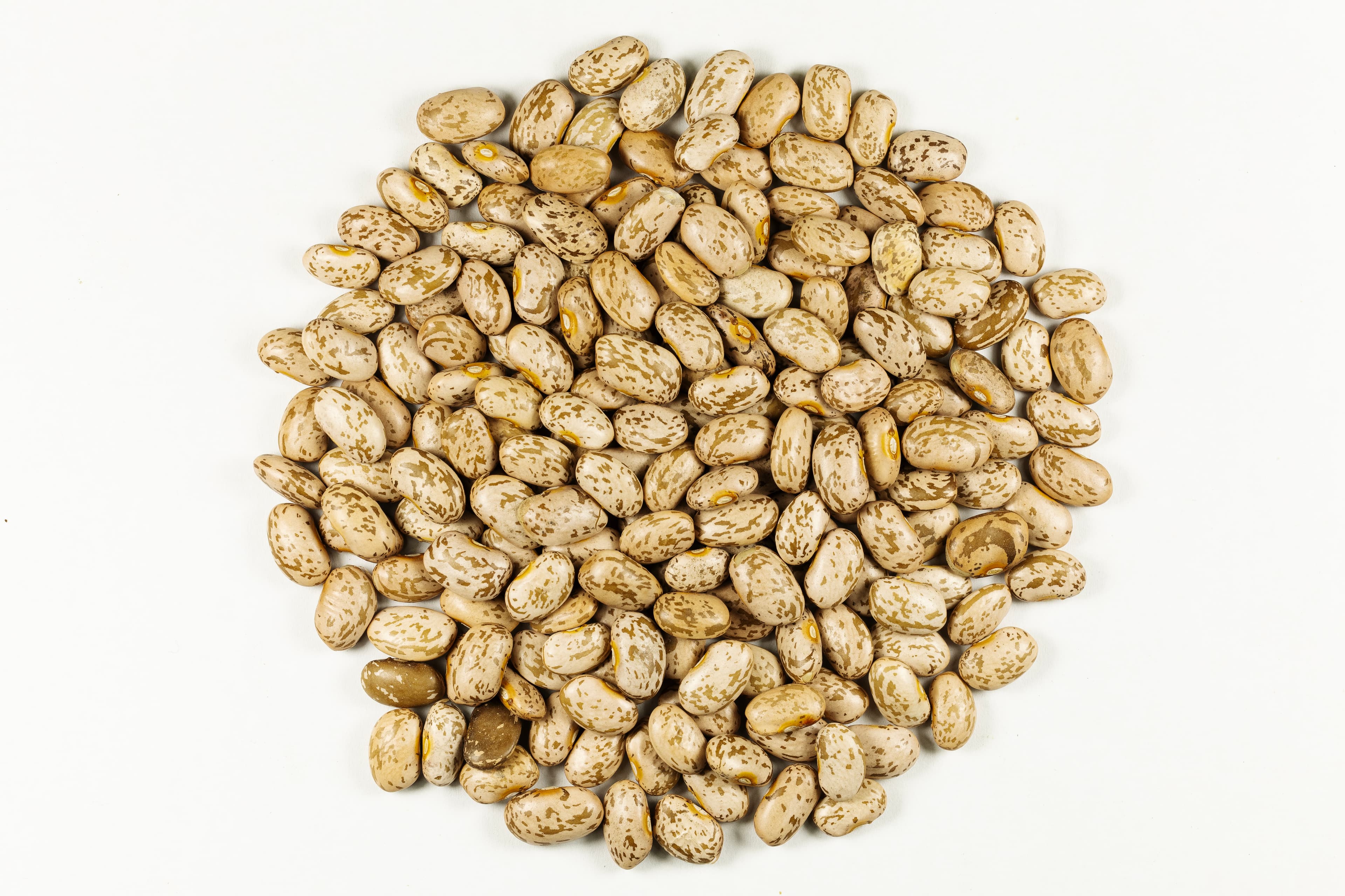 Pinto Bean