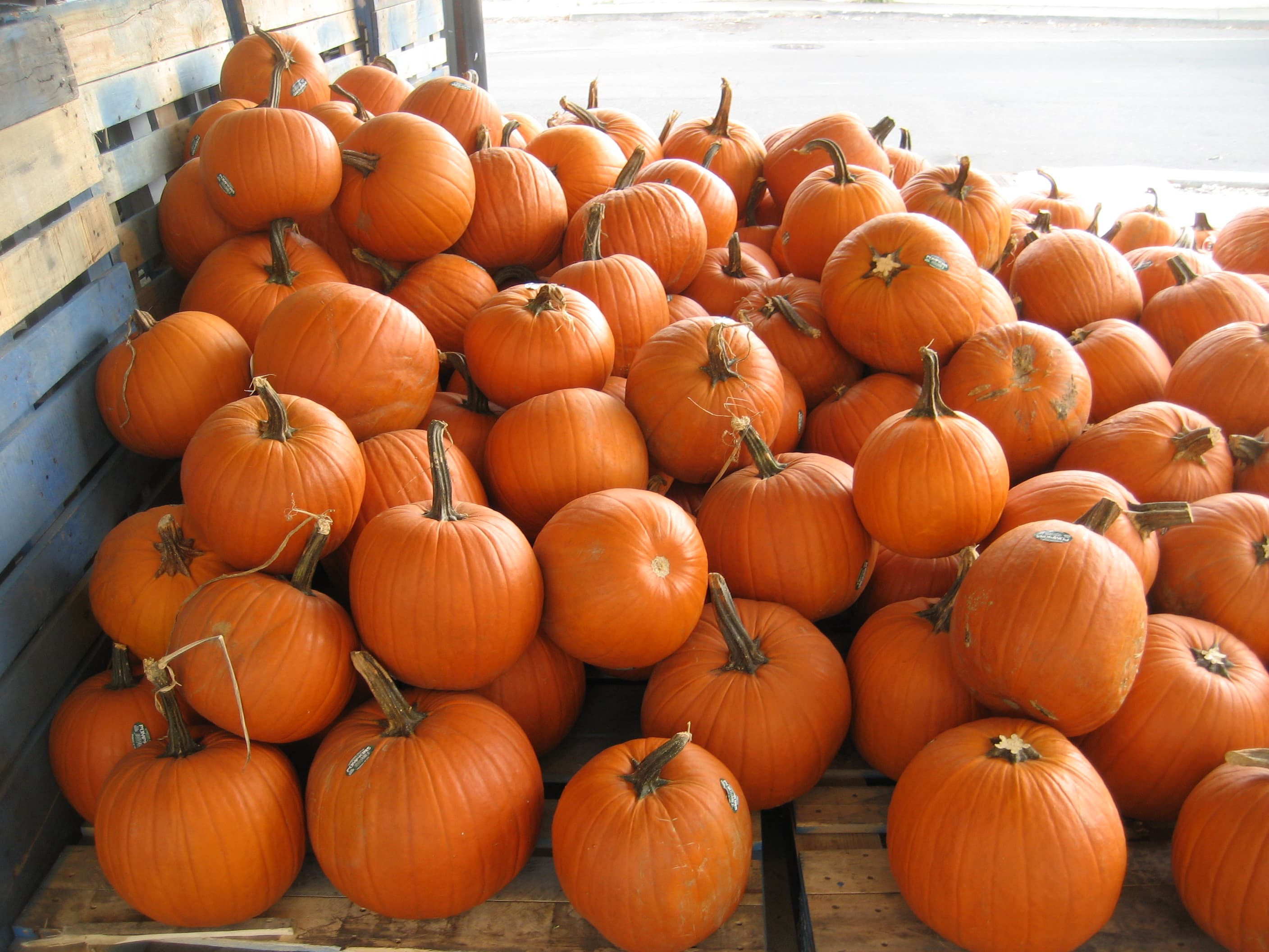 Pumpkin, canned, with salt