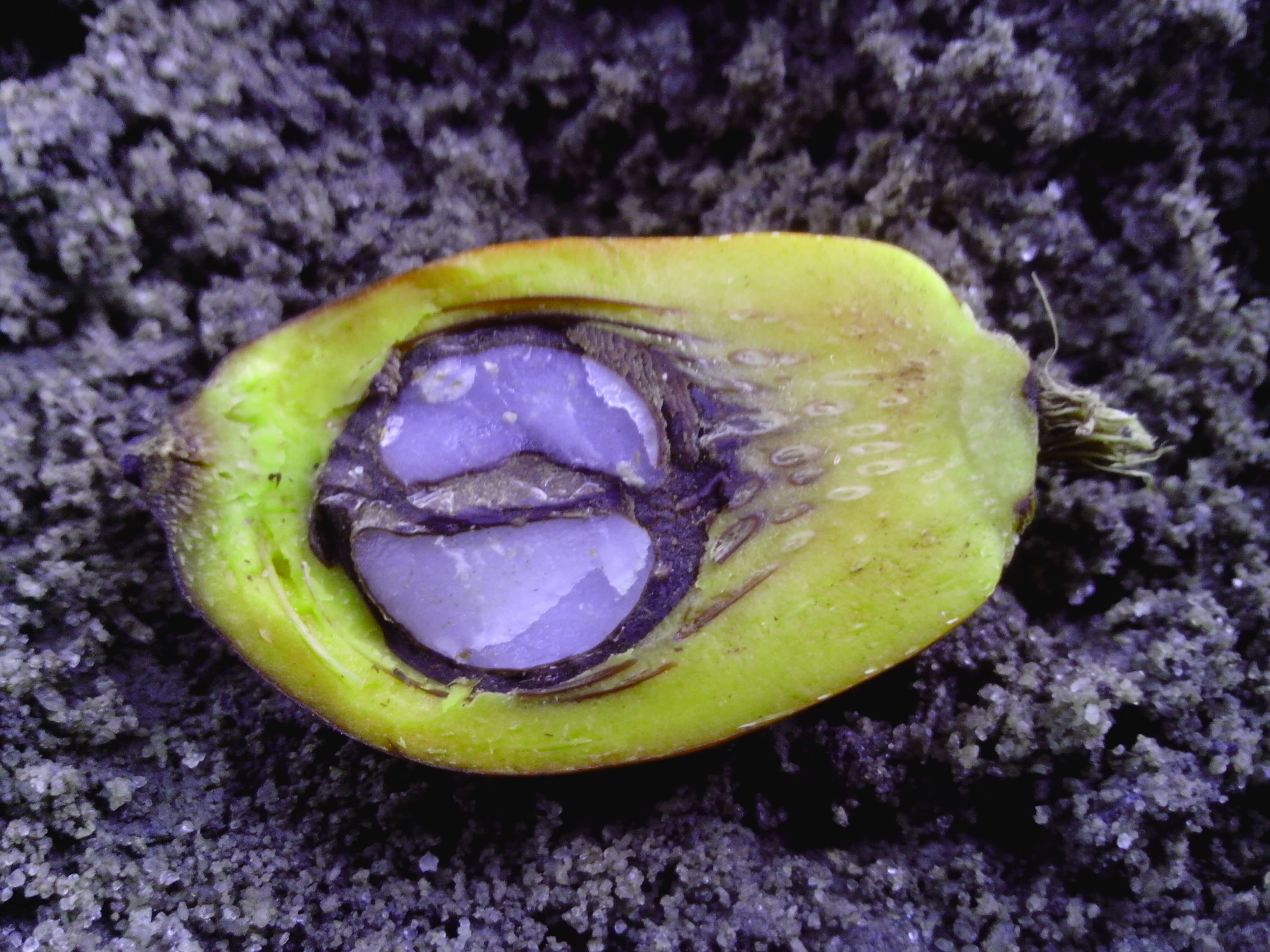 palm kernel oil