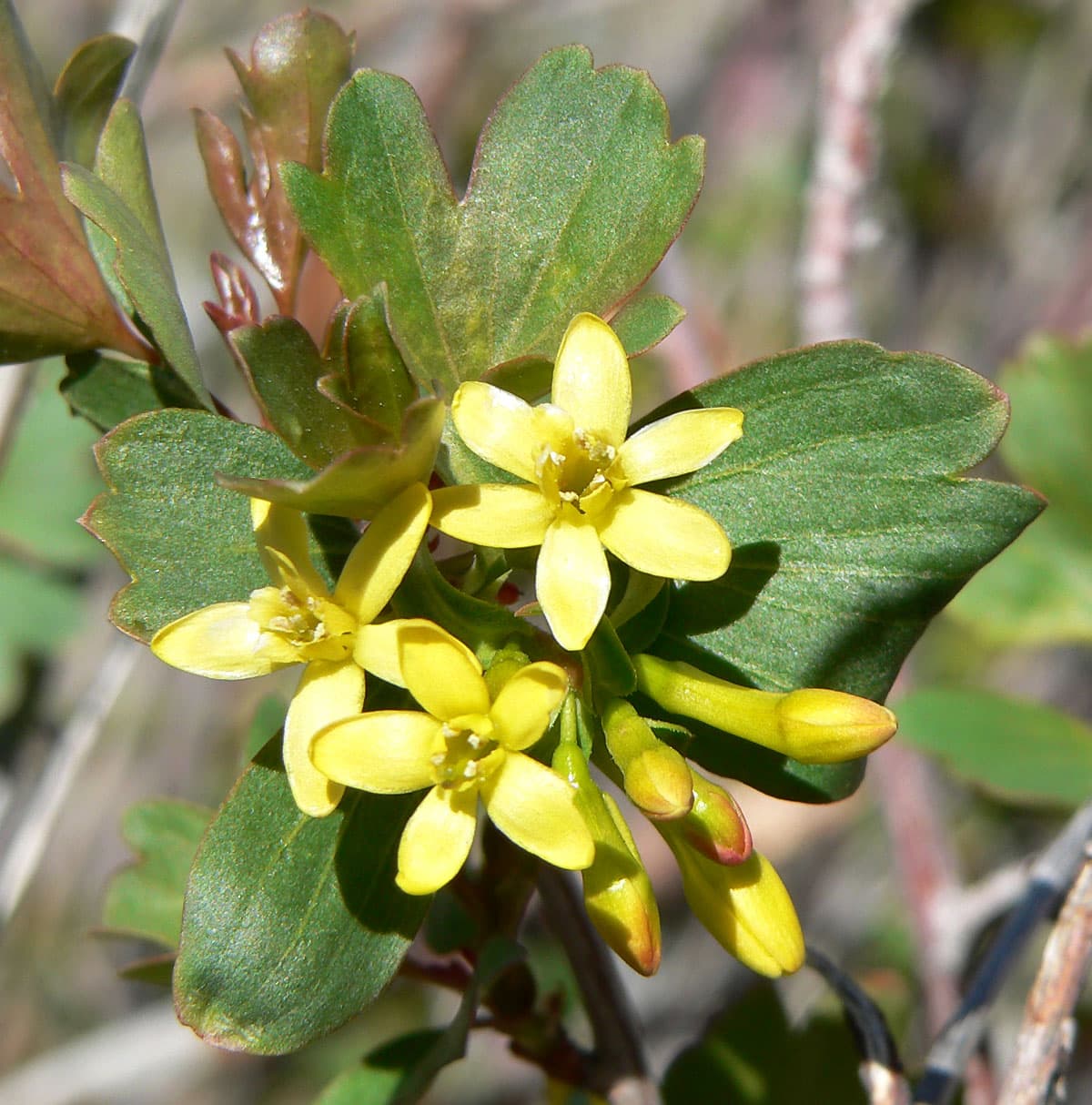 Buffalo currant