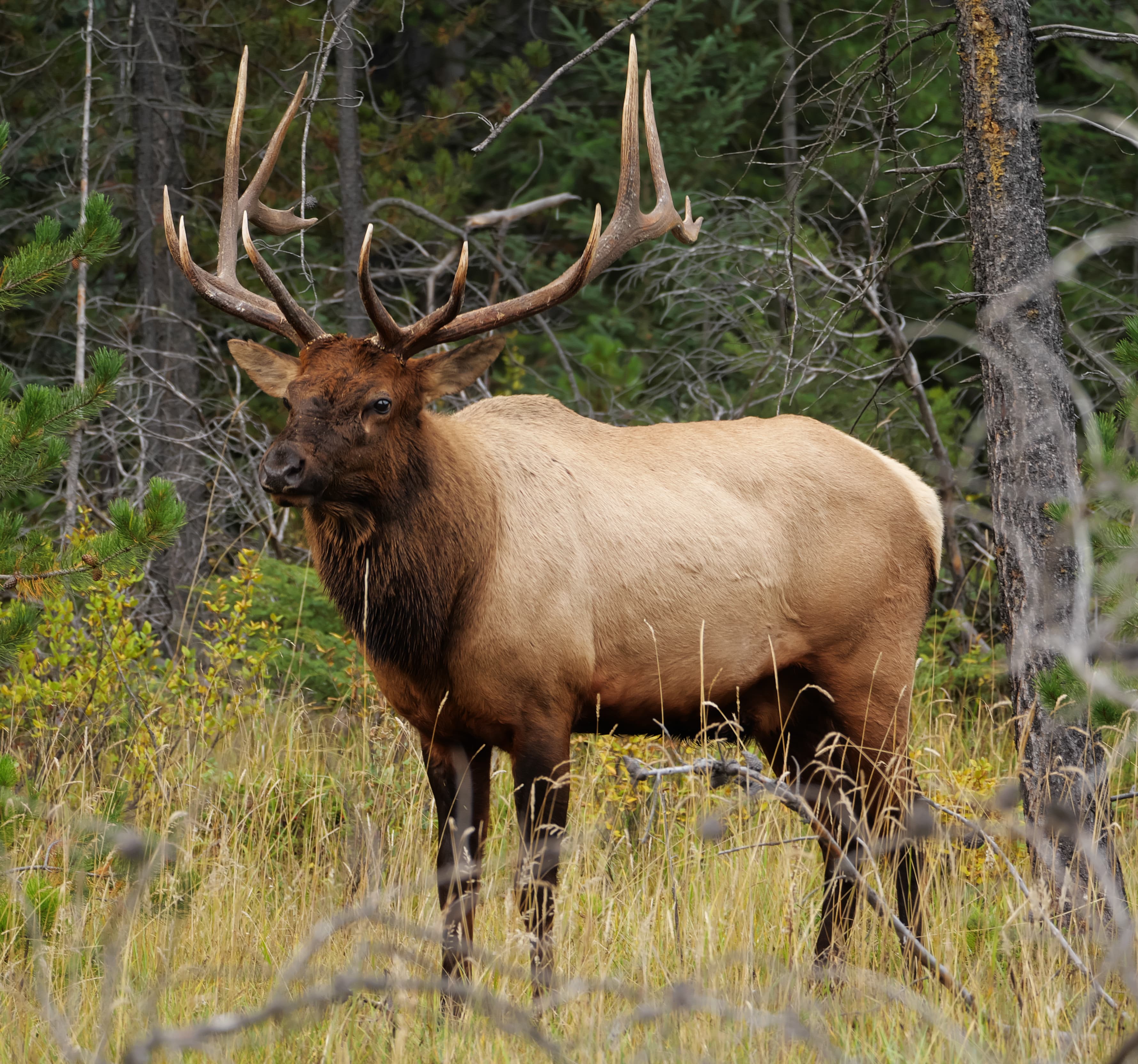 Elk, free range, roast, eye of round, cooked (Shoshone Bannock)