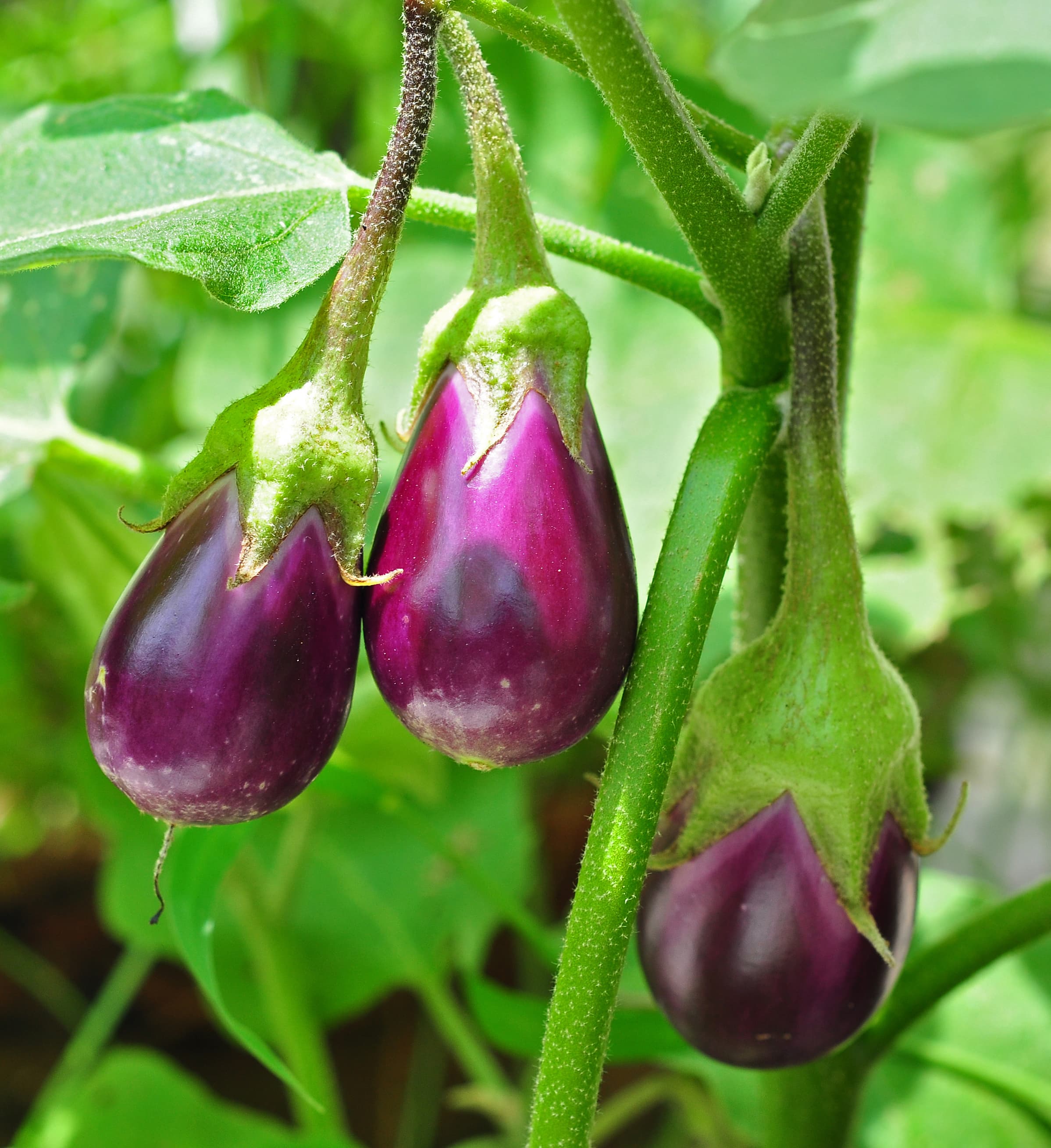 Eggplant, cooked, boiled, drained, without salt