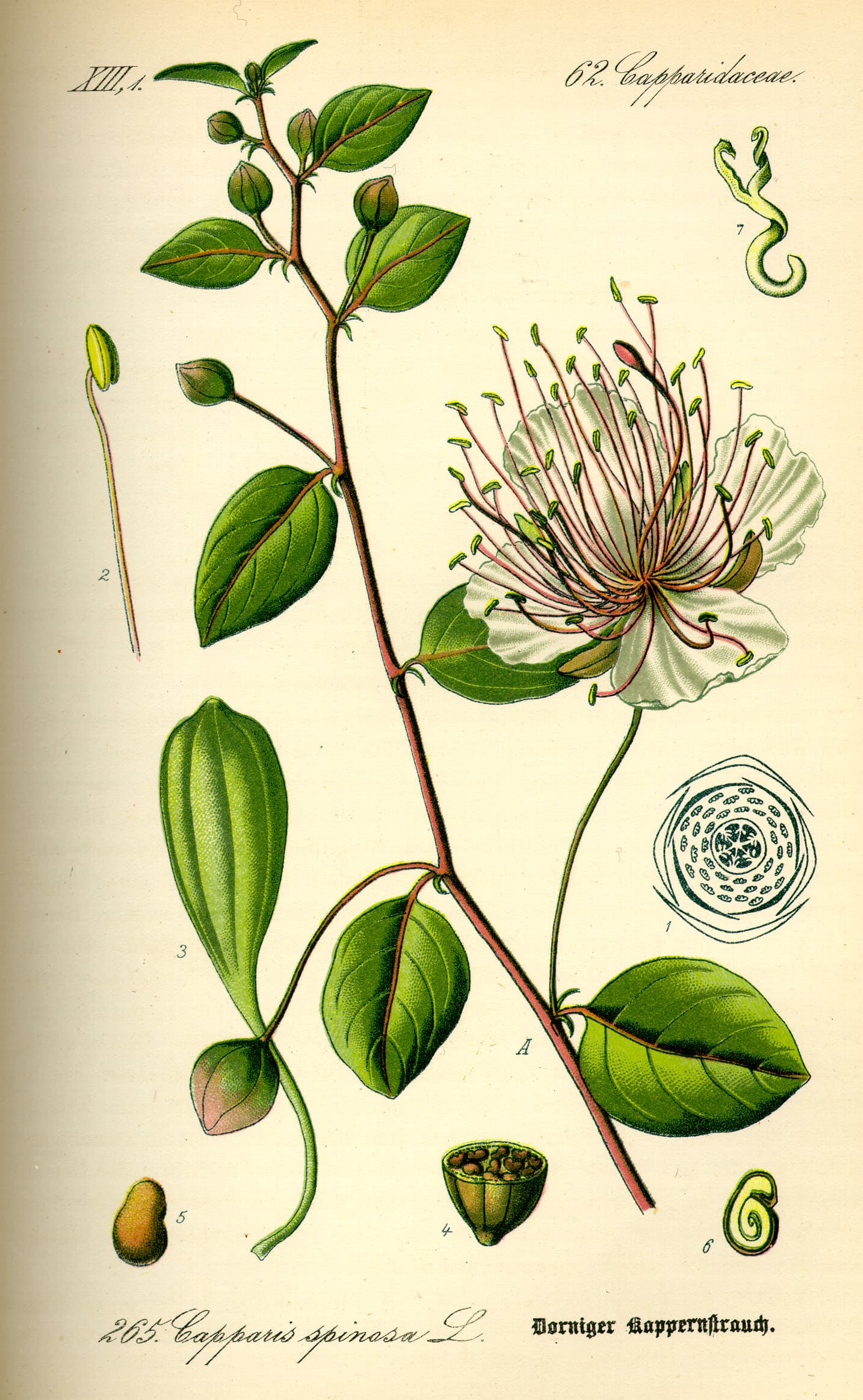 caper food product