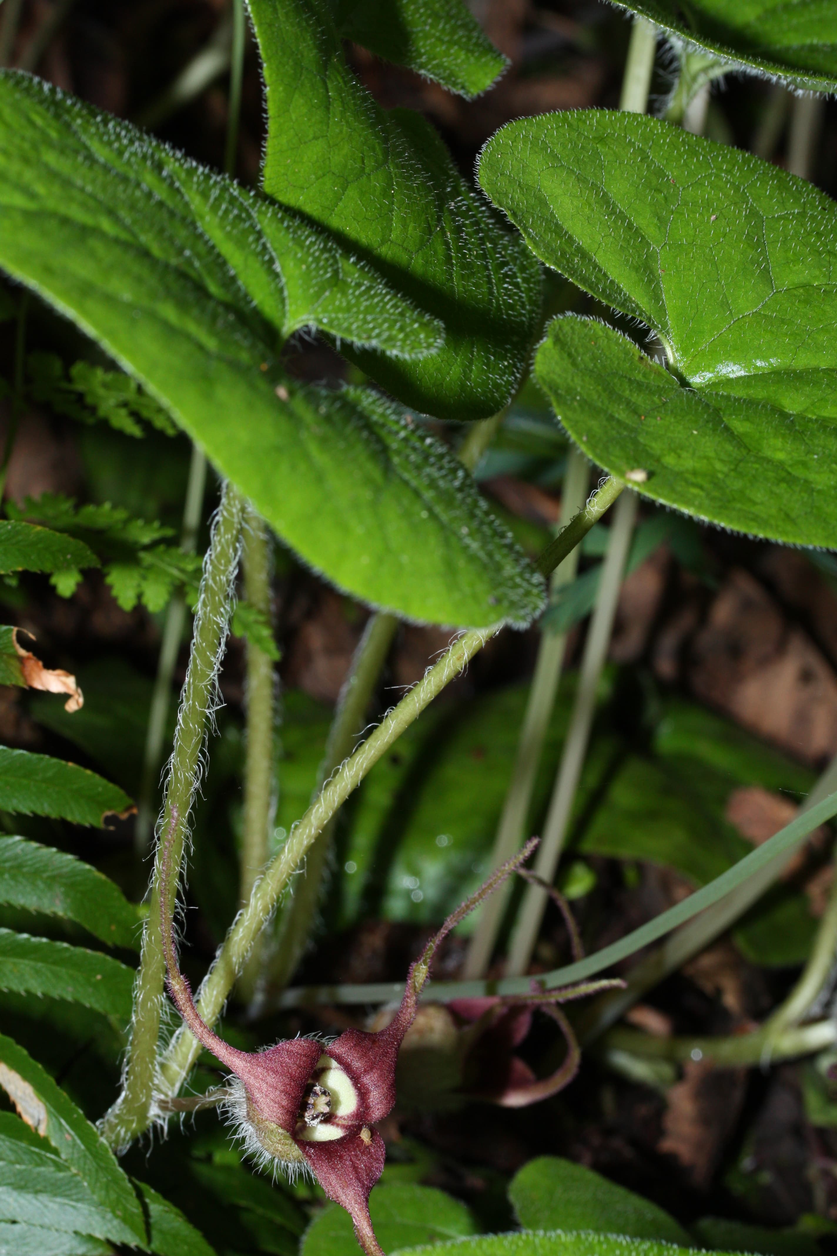 Asarum