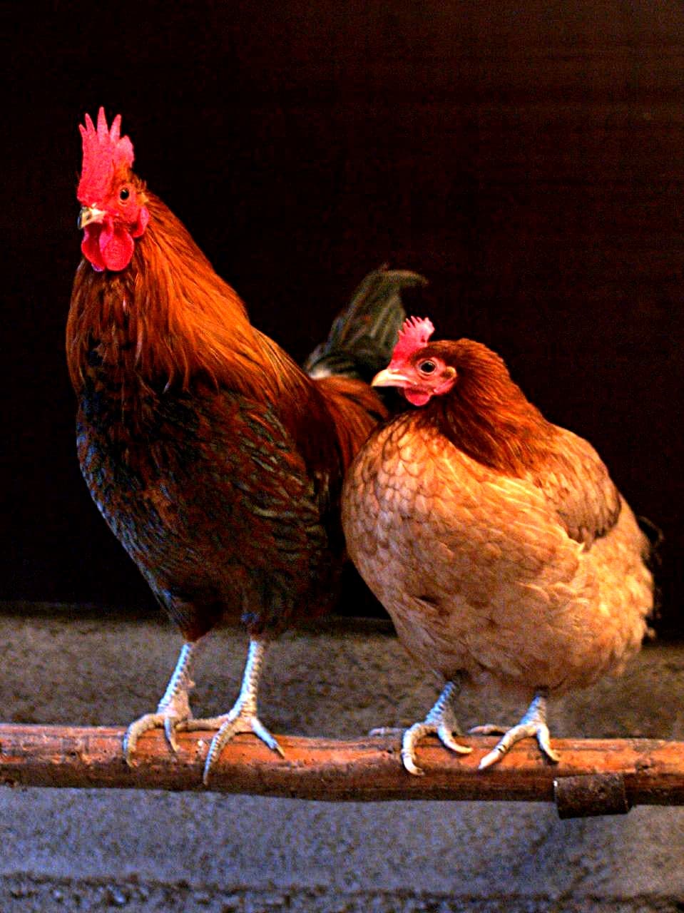 Chicken, broiler or fryers, breast, skinless, boneless, meat only, cooked, braised