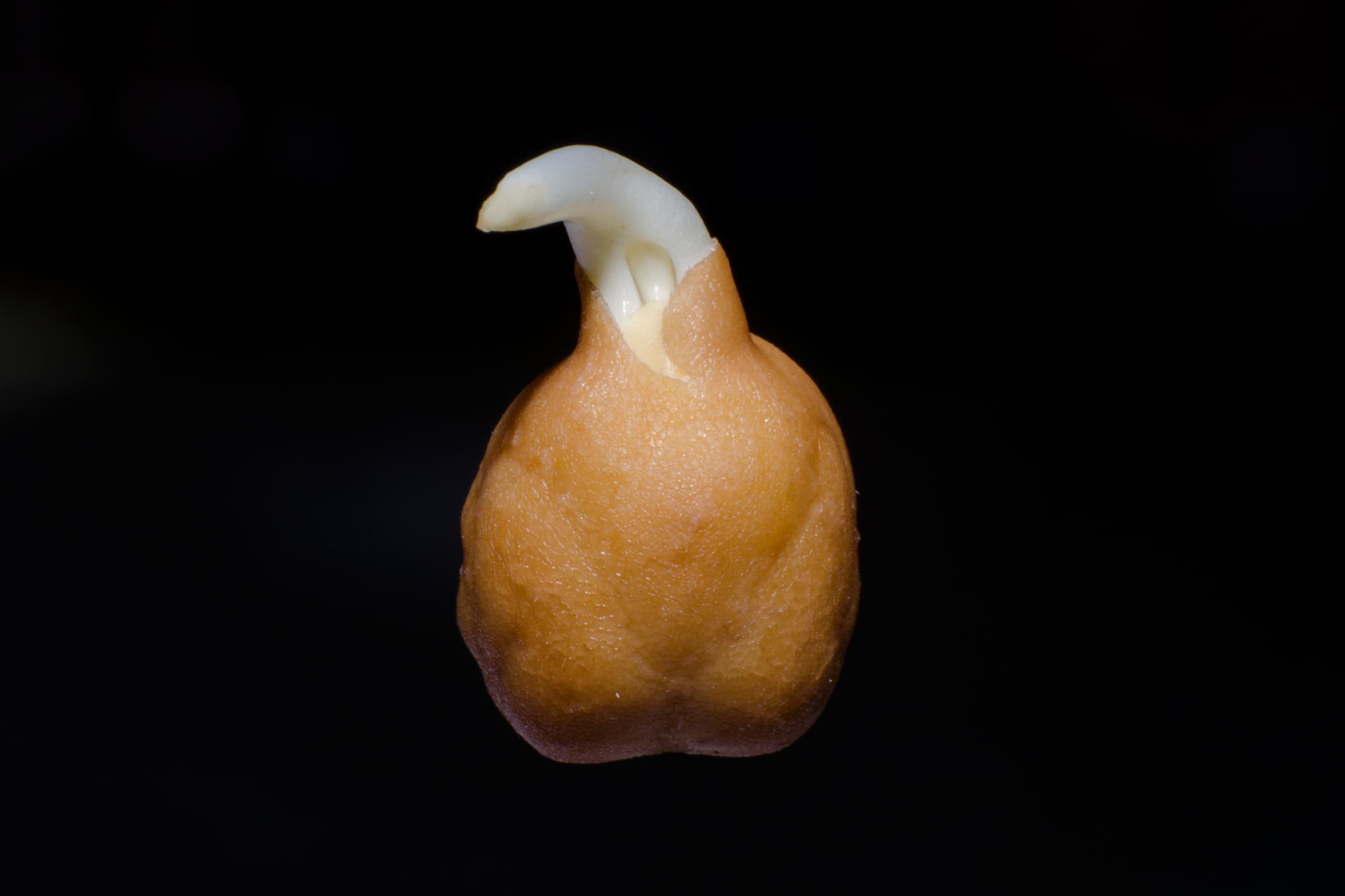 Gram bean