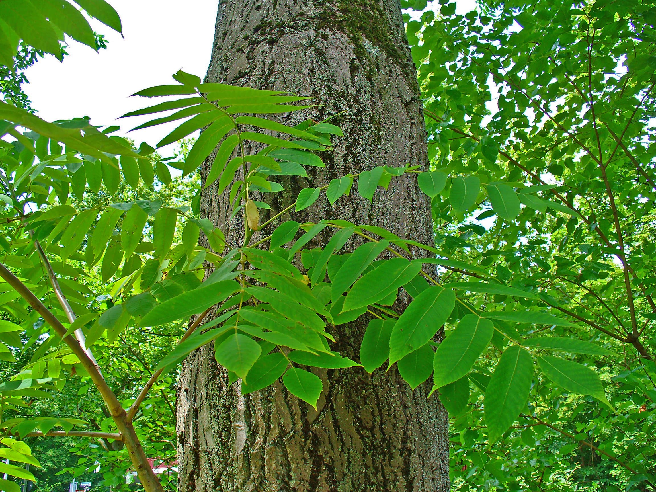 Juglans cinerea