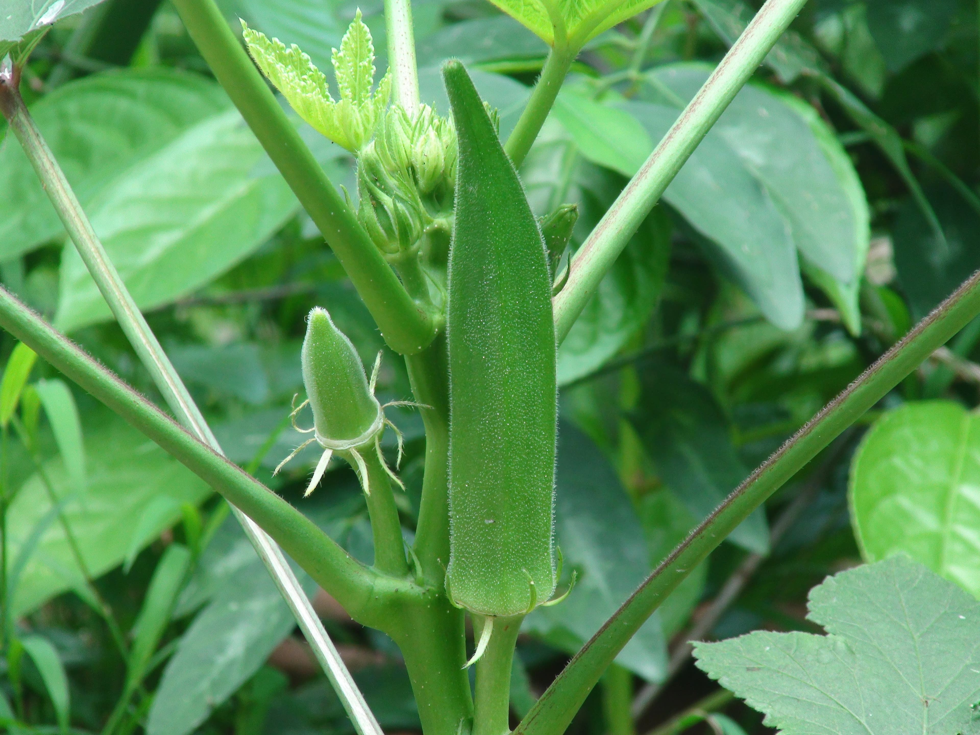 Okra, frozen, cooked, boiled, drained, with salt