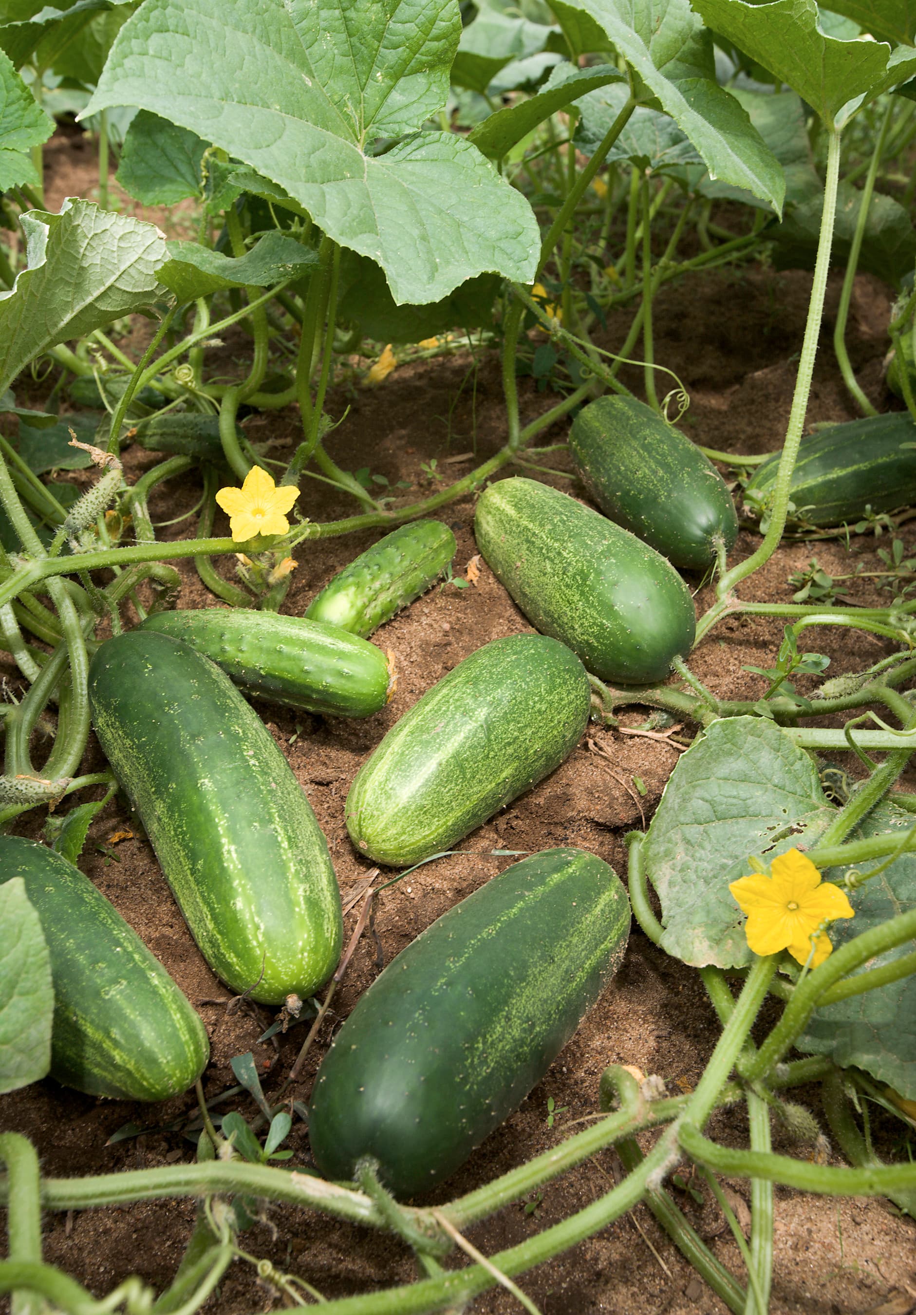Cucumber, with peel, raw