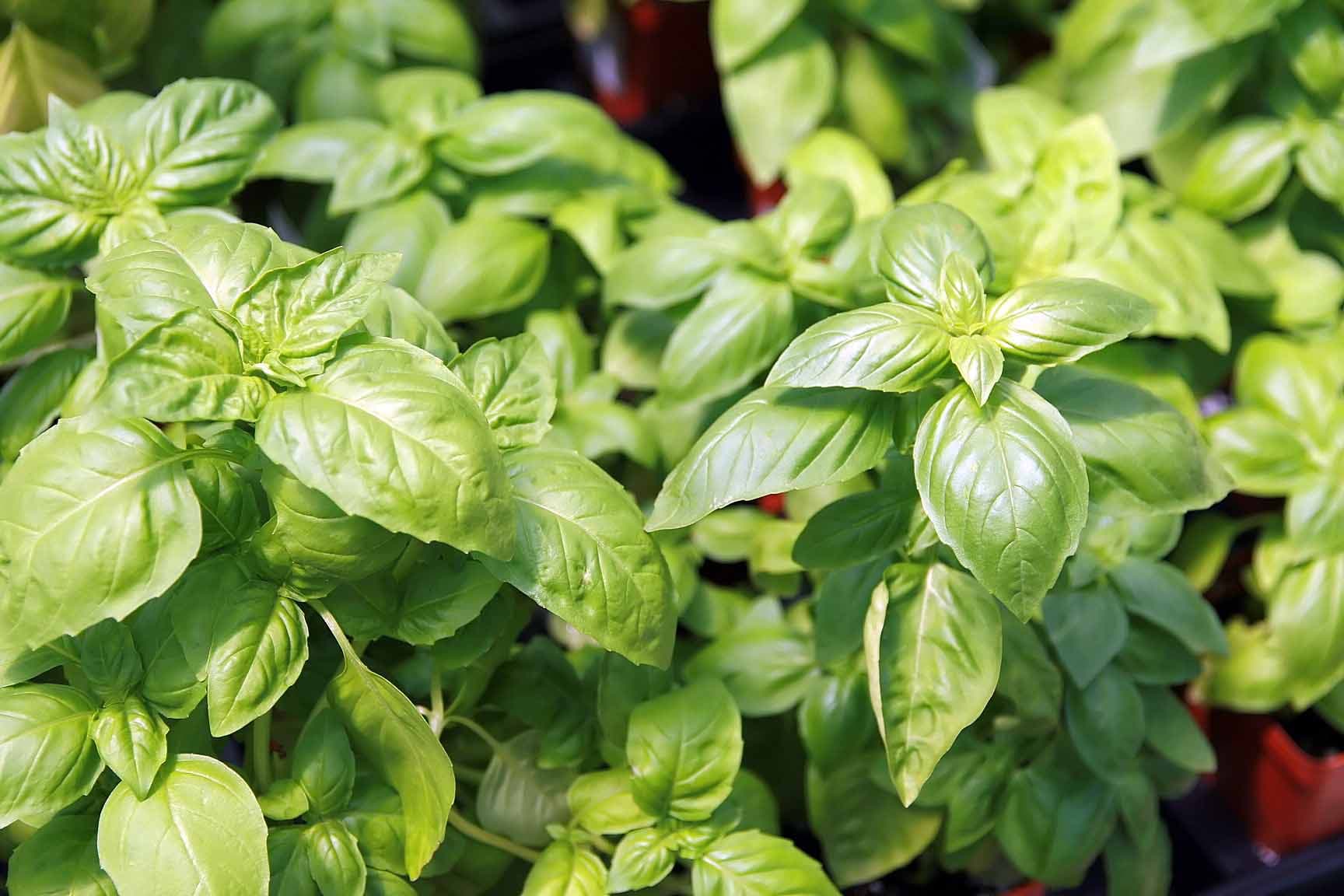 Basil, fresh