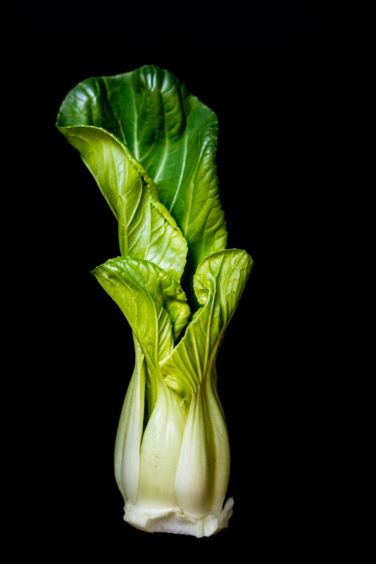 Bok choy, pak-choi, boiled drained