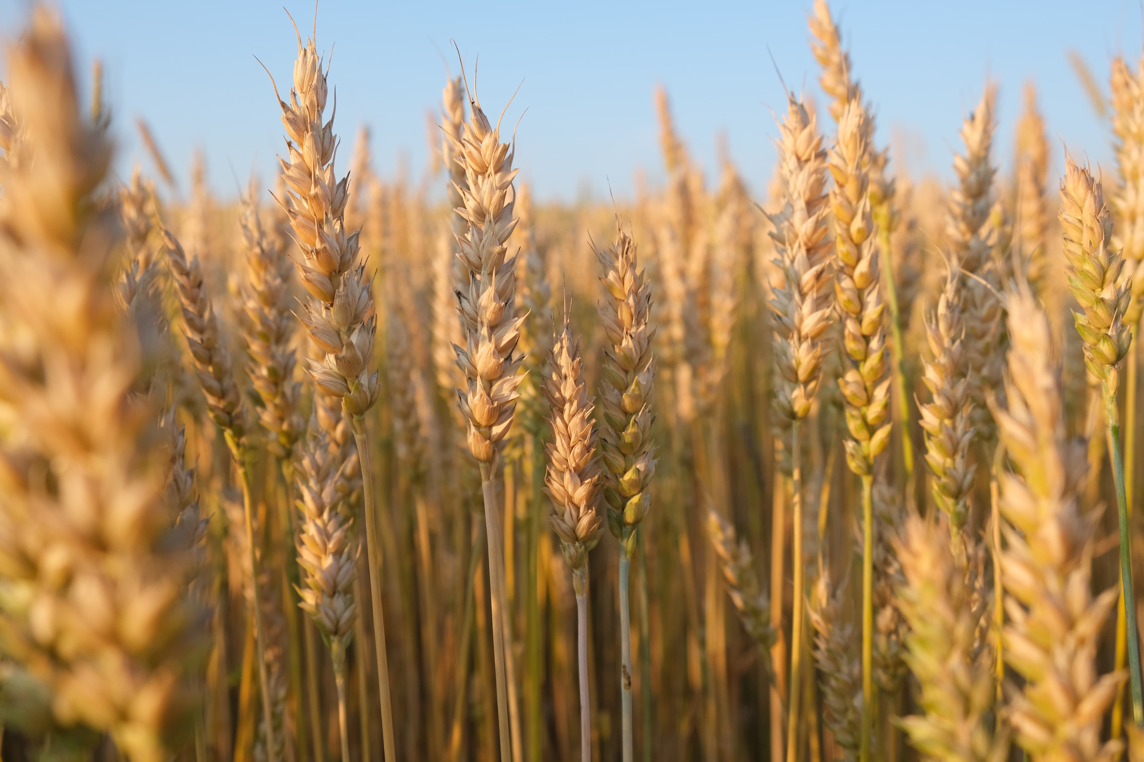 Wheat, soft white