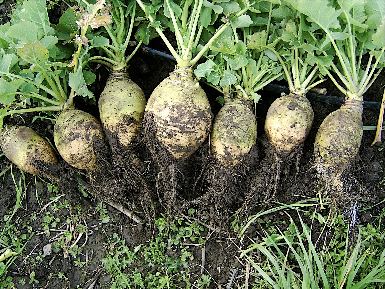 Rutabaga, peeled, raw
