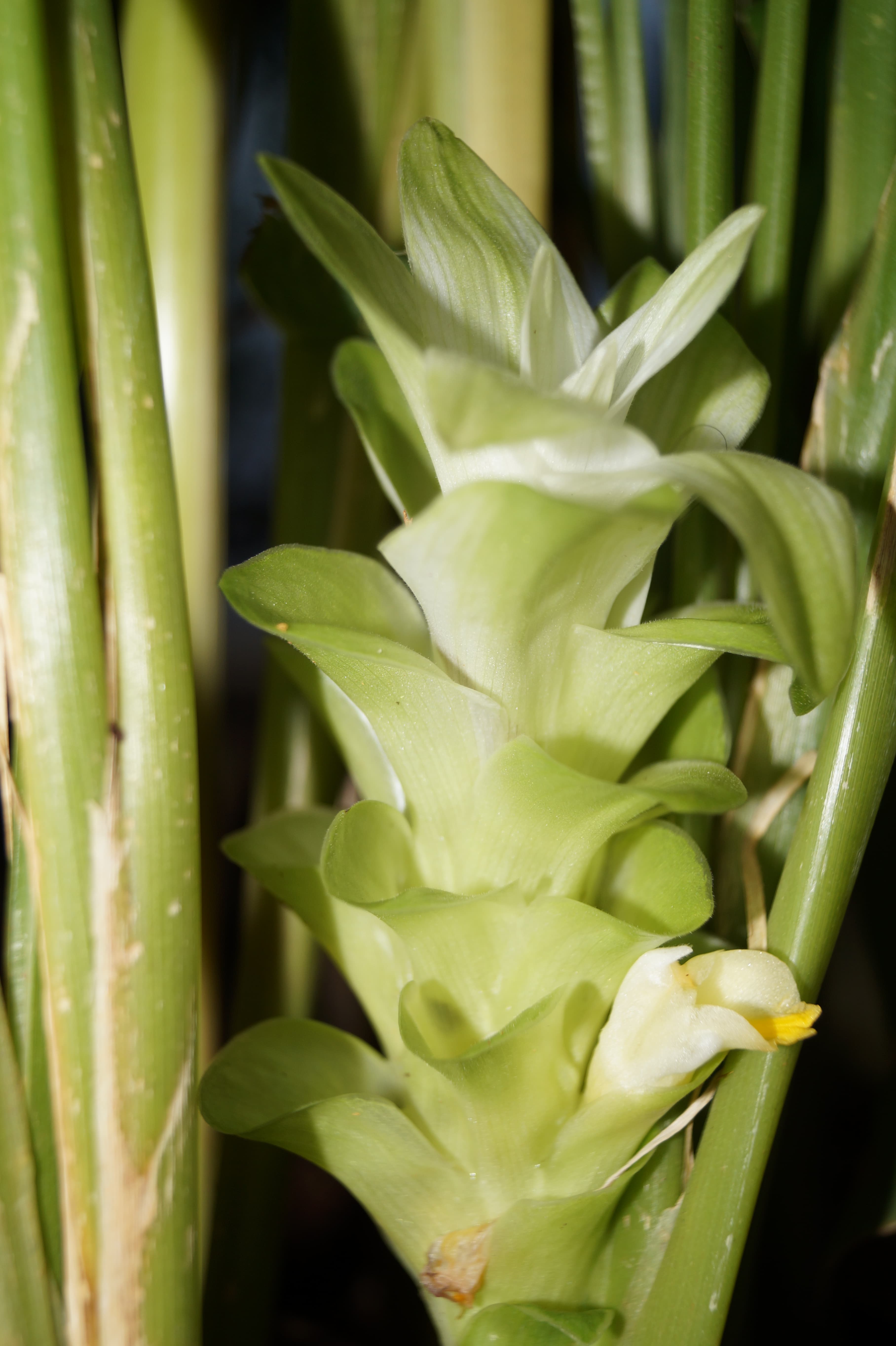 turmeric (ground)