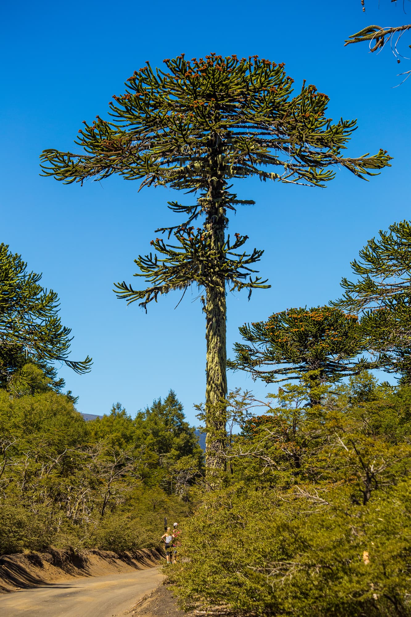 Araucaria araucana