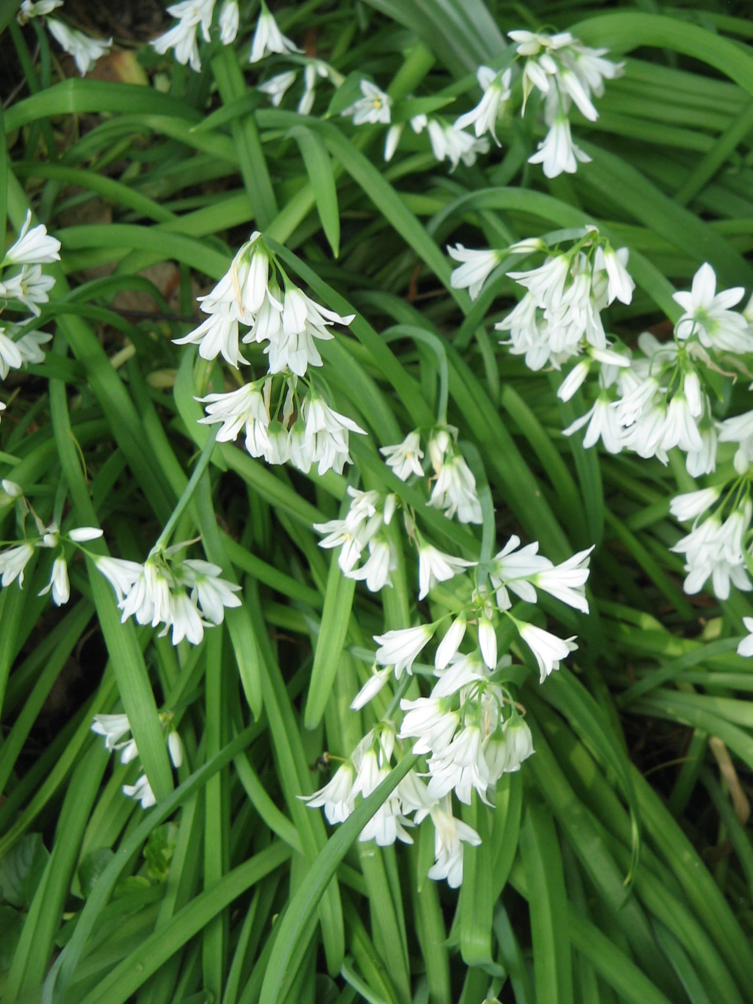three-cornered leek