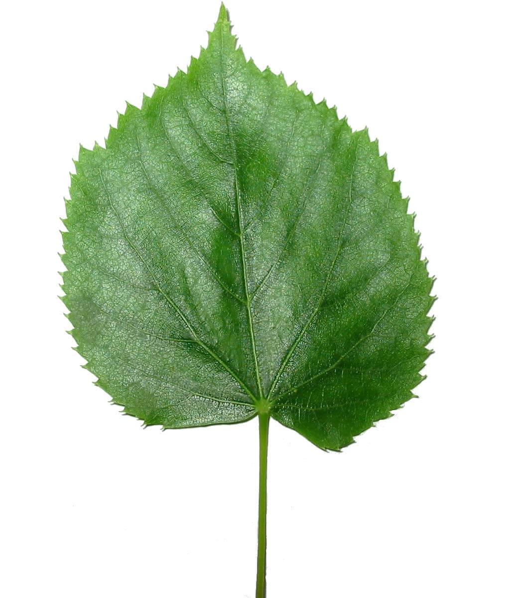 purslane leaf
