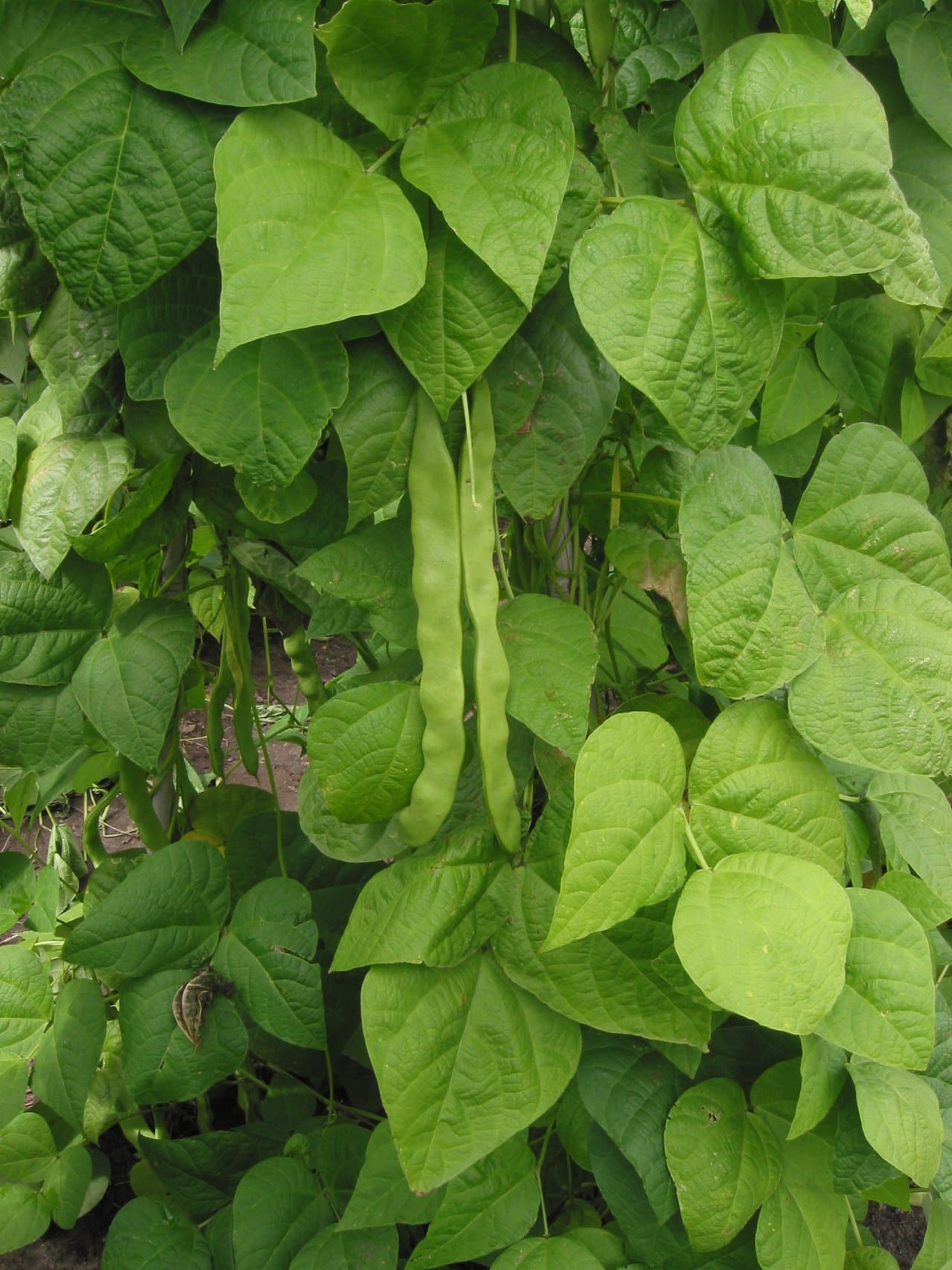 Climbing bean