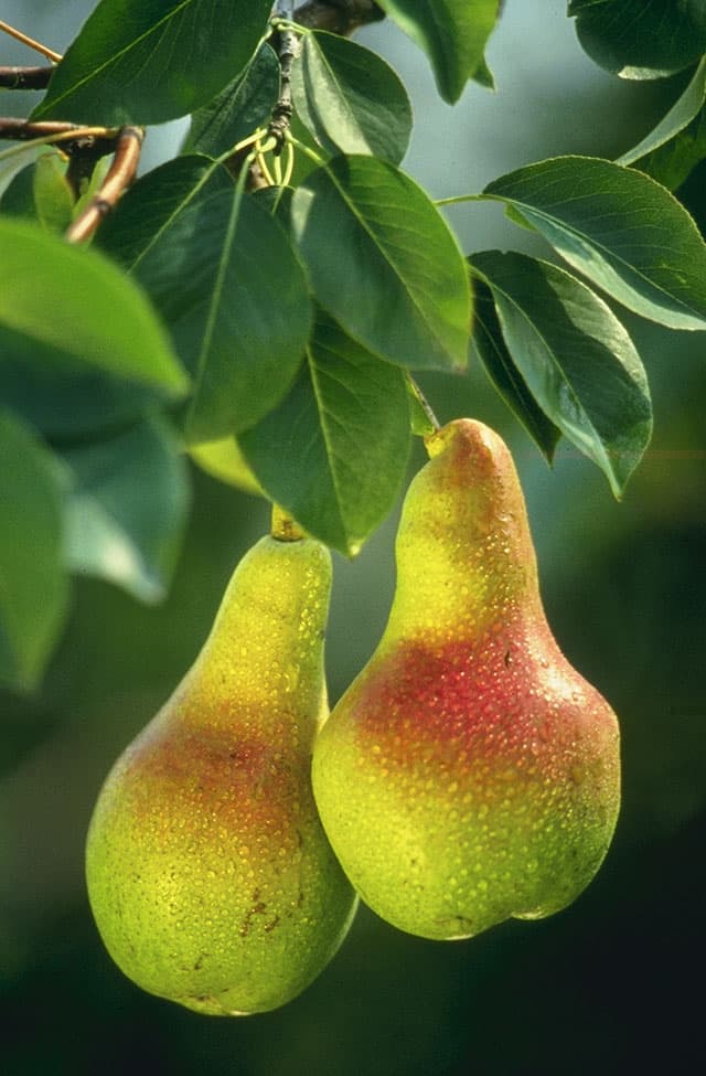 pear (raw)