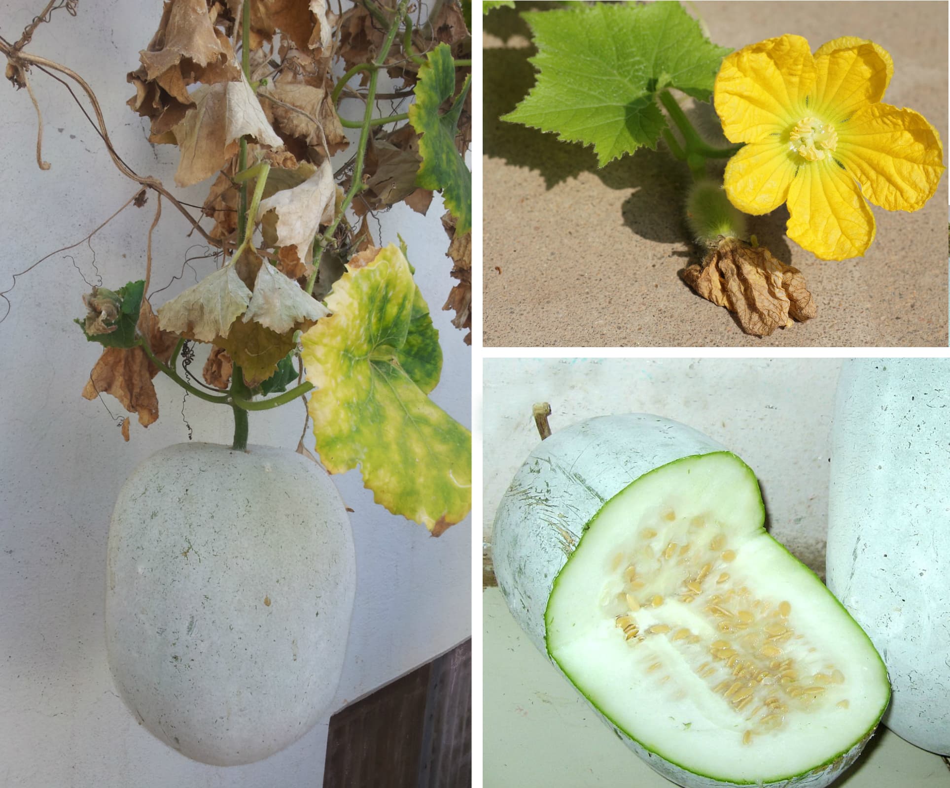 wax gourd