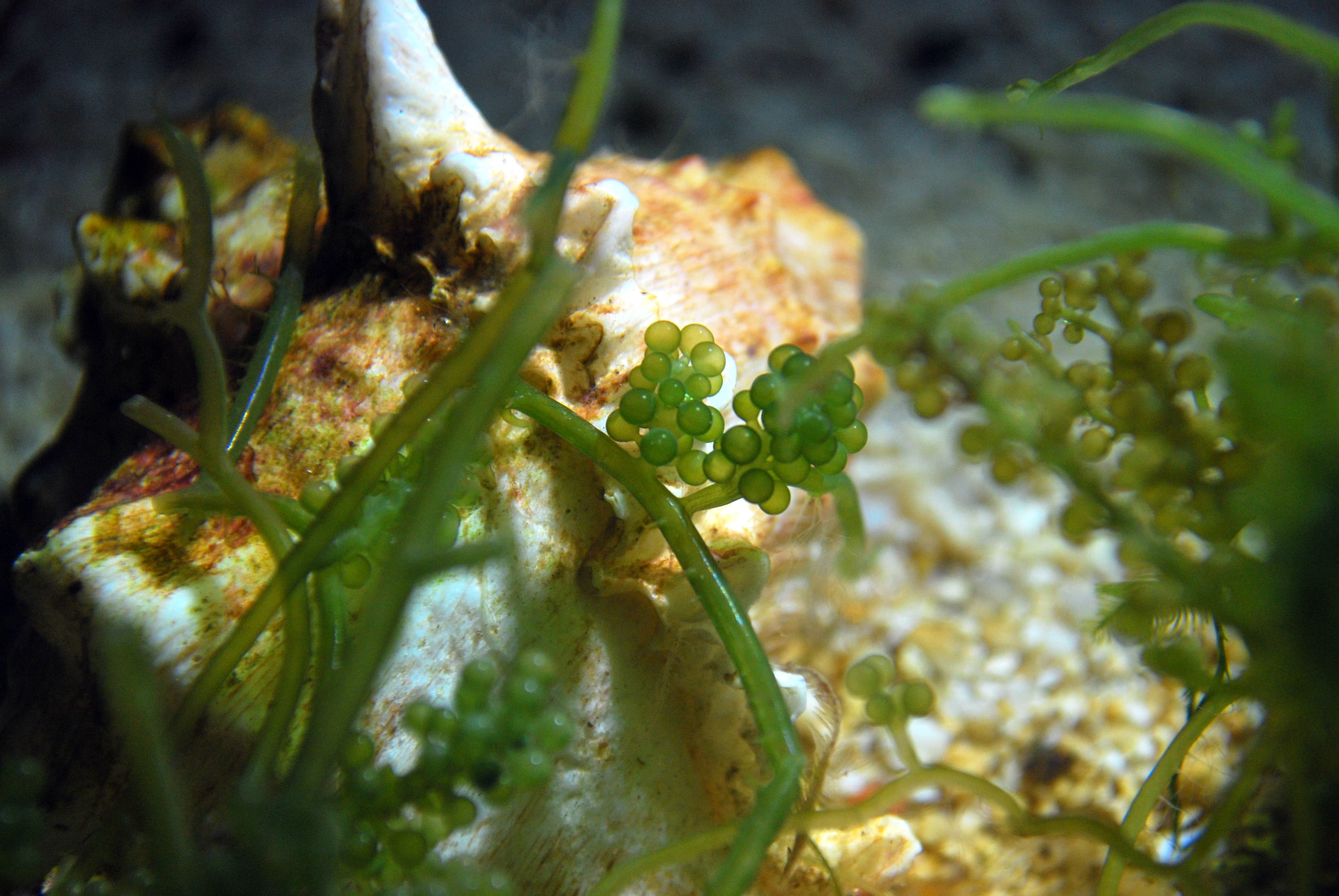 Umibudo (green caviar seaweed)
