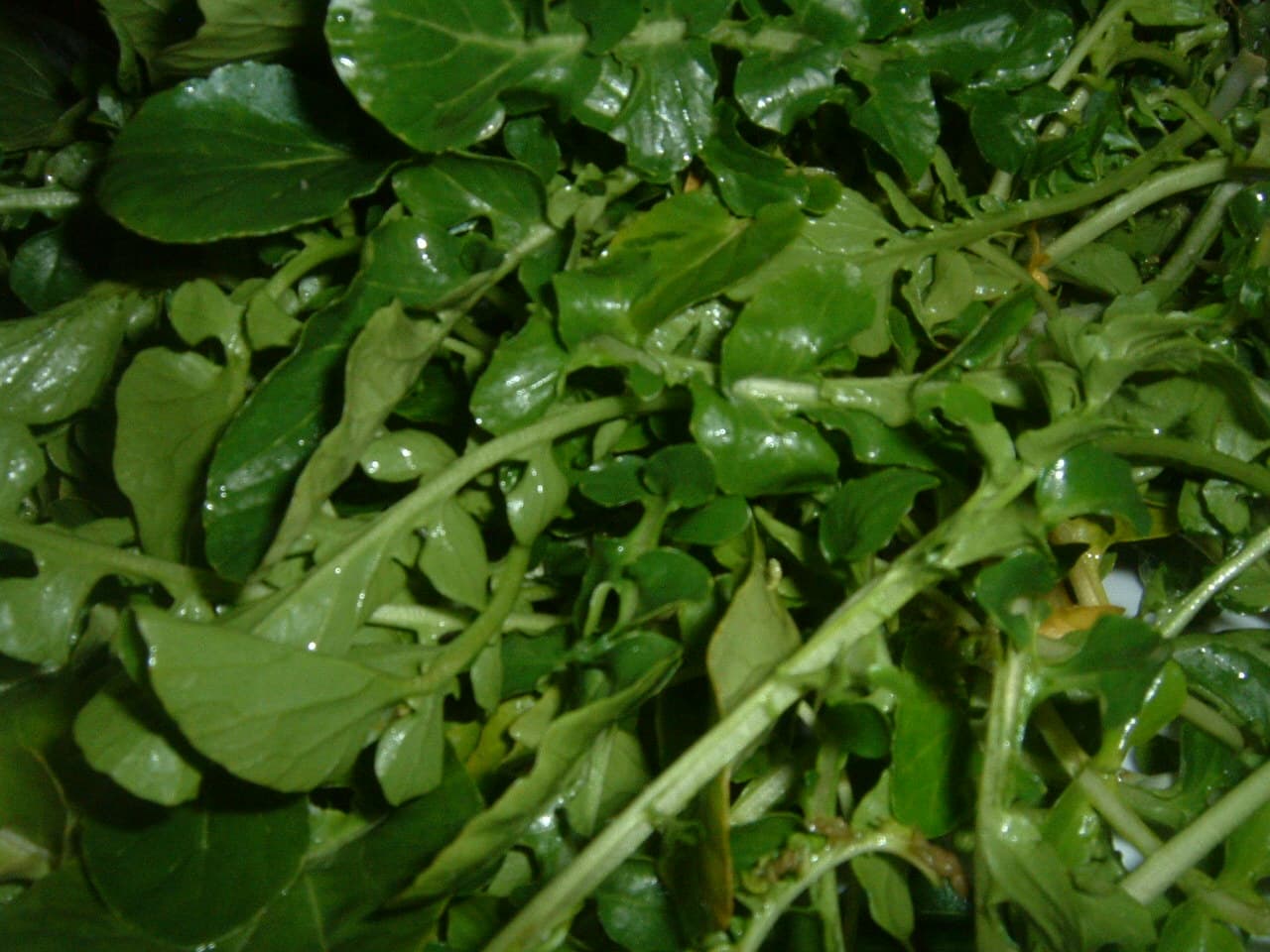 watercress