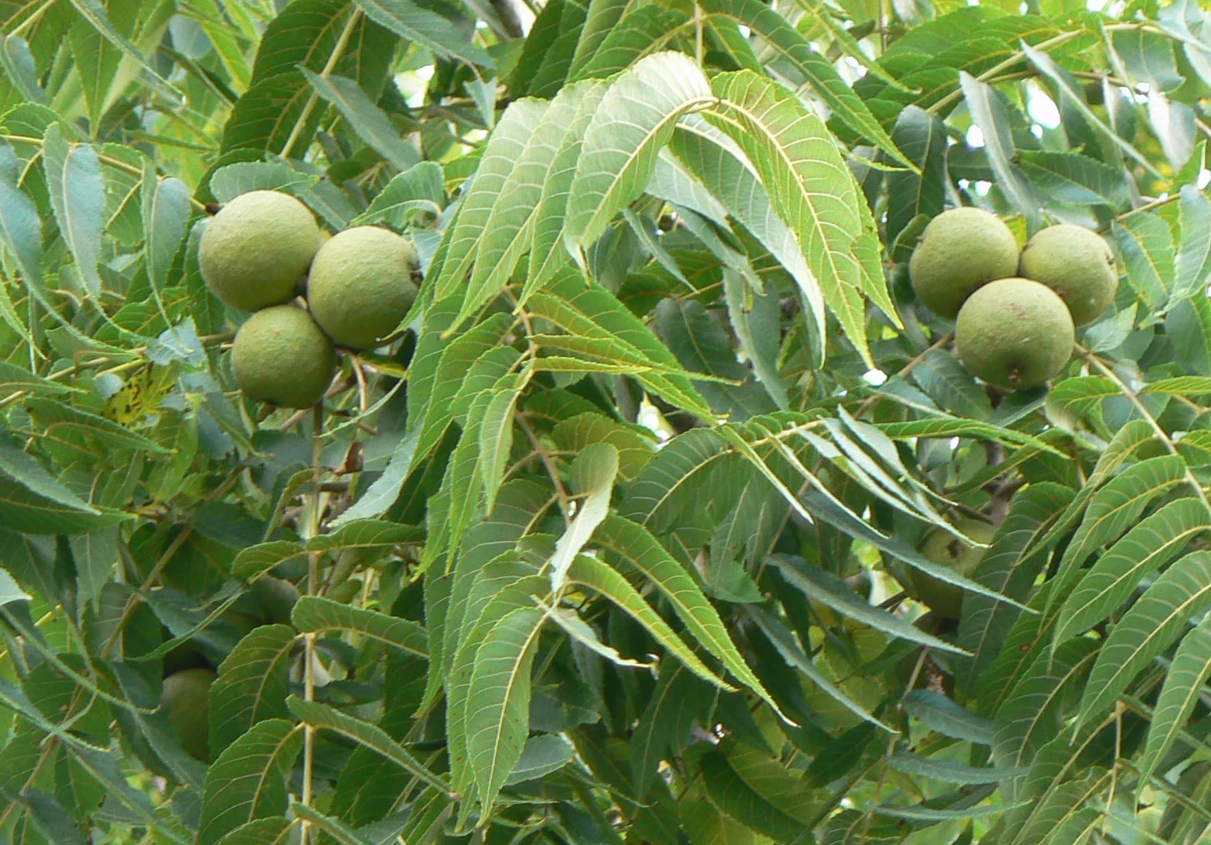 black walnut