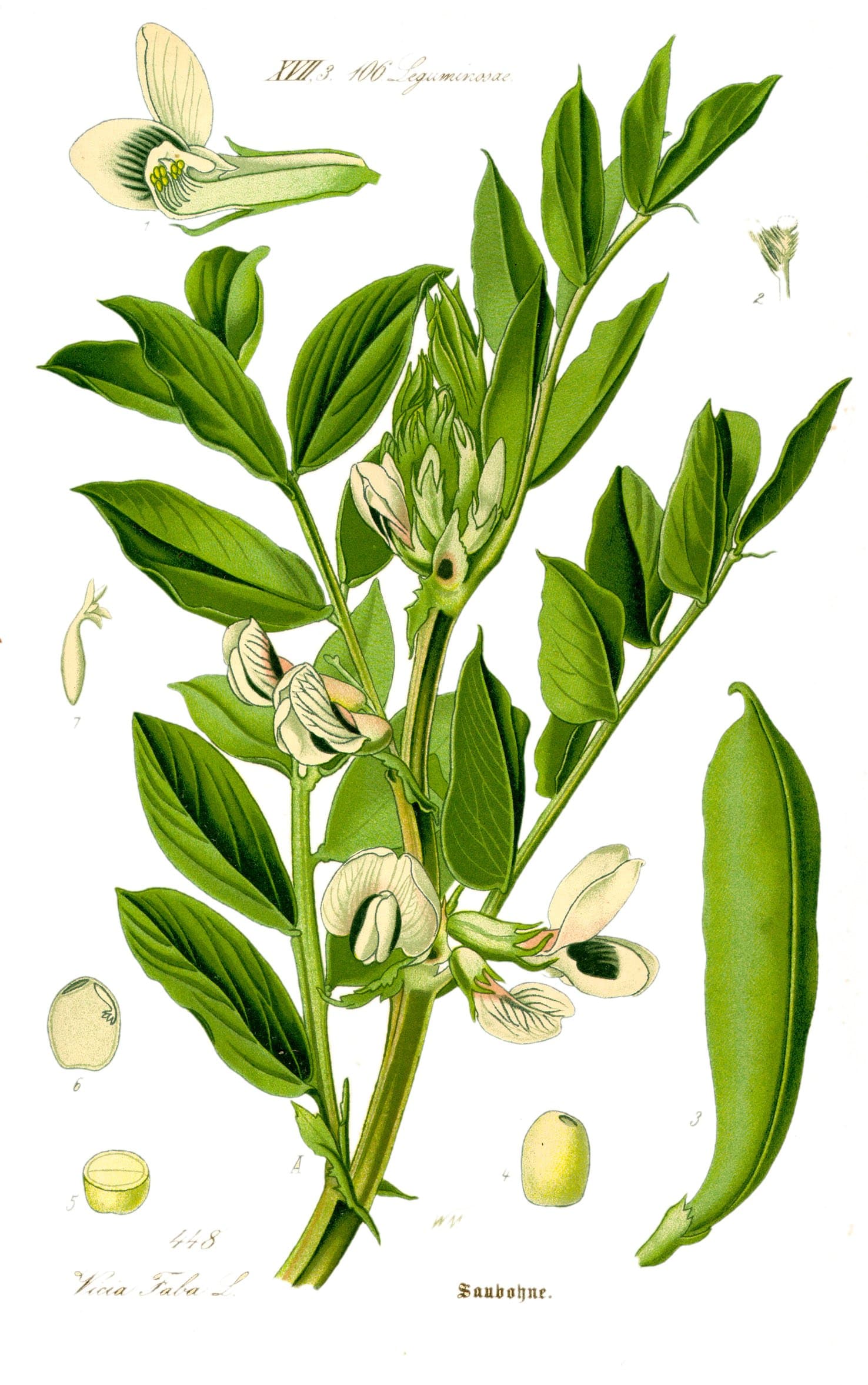 Broad bean
