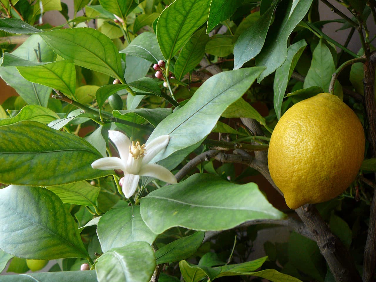 Lemon Juice
