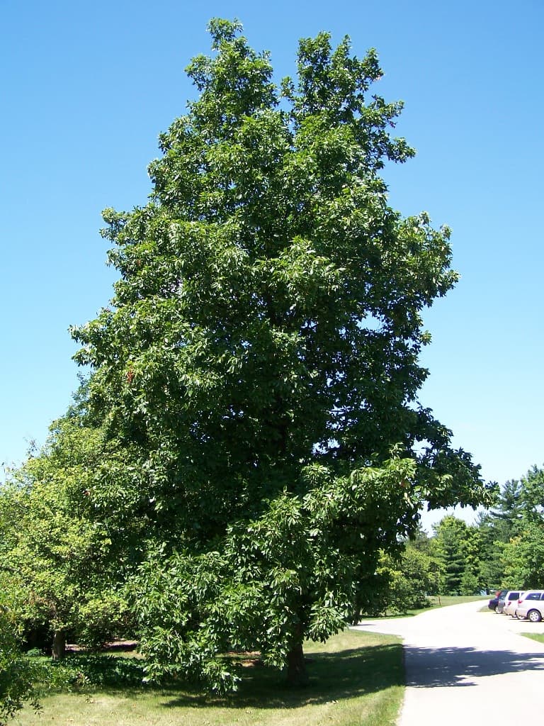 Hickory