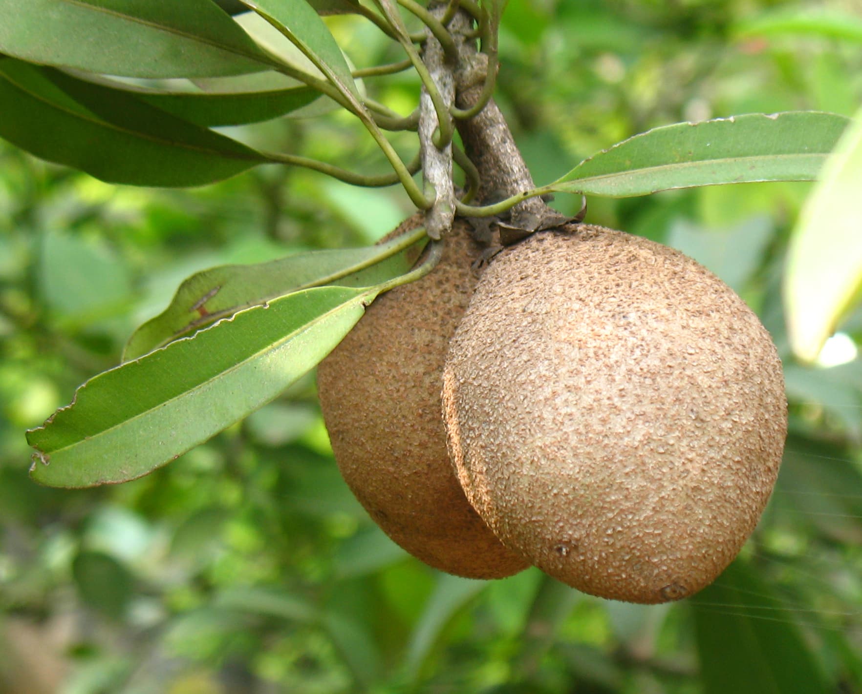 Sapodilla, raw