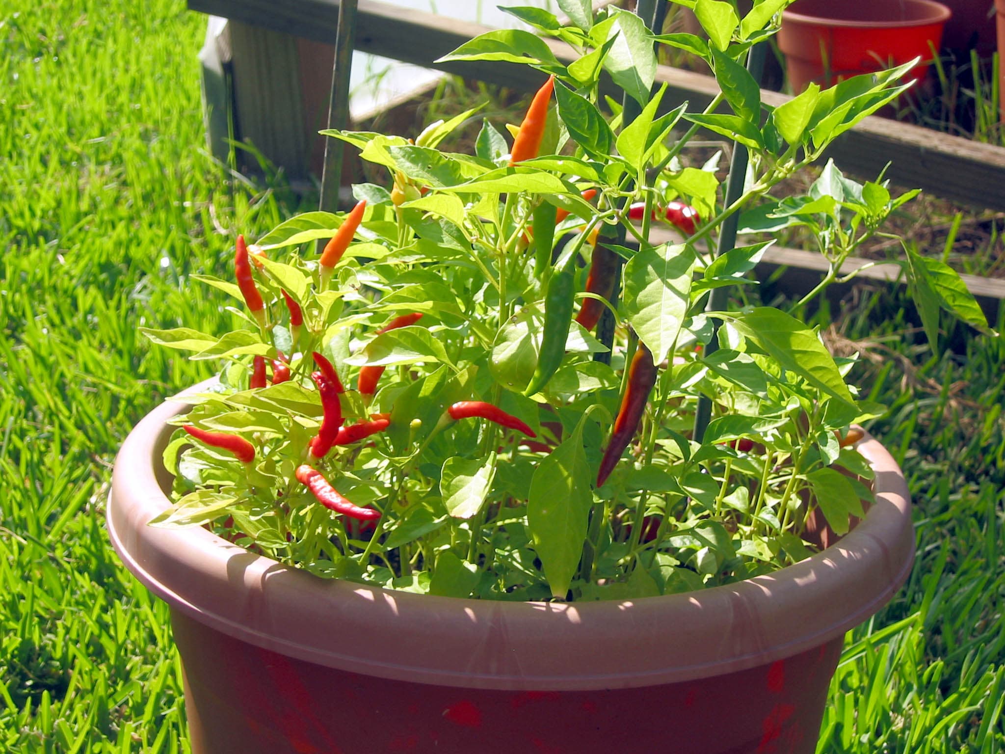 Piri Piri