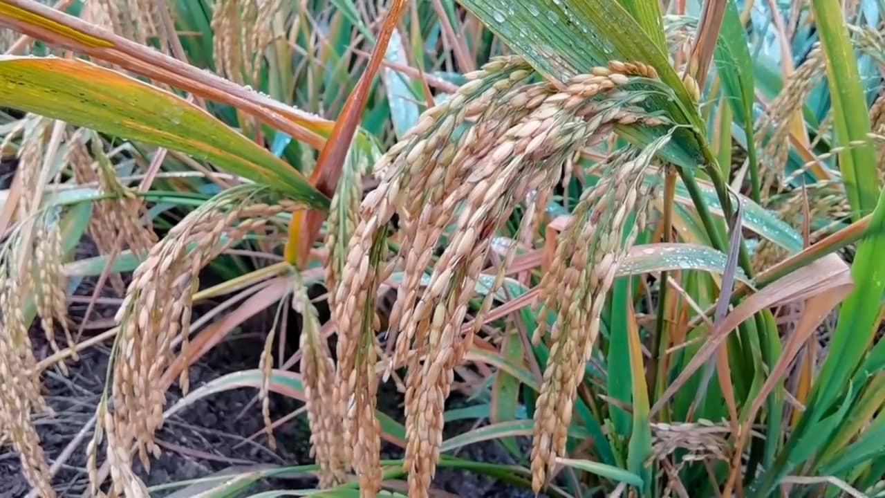 Rice, brown, long grain, unenriched, raw