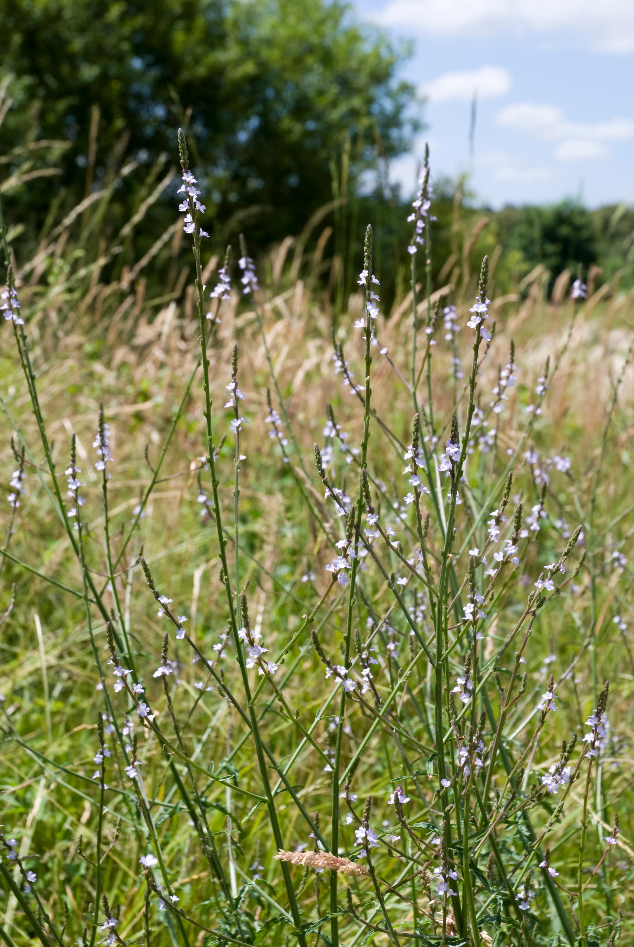 Common verbena