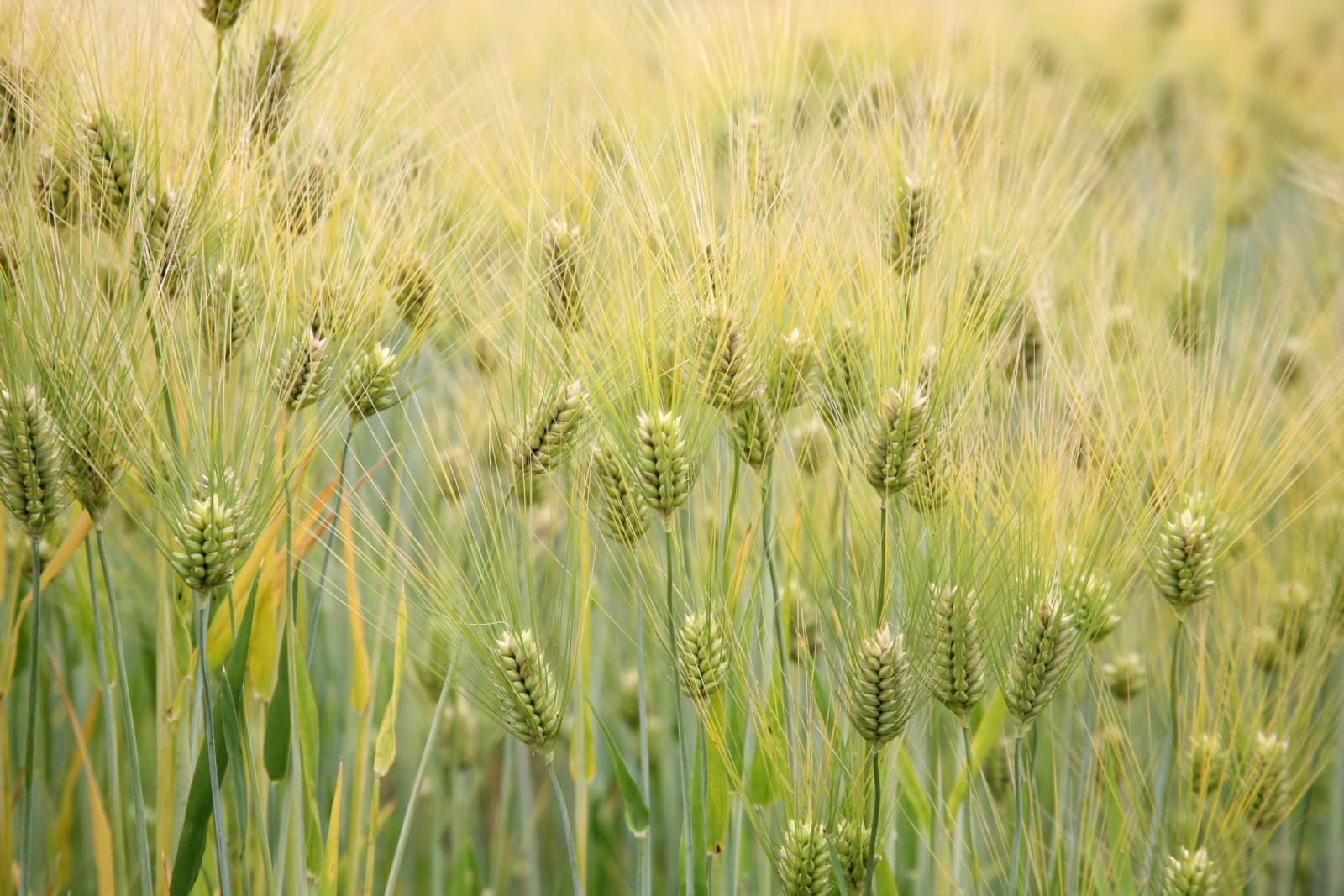 Barley, pearled, raw