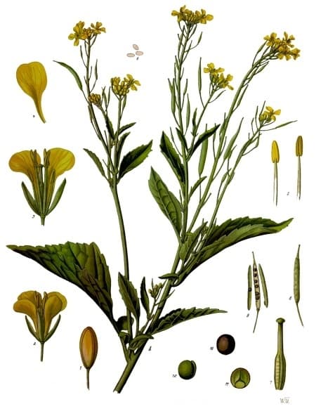 Mustard greens, cooked, boiled, drained, without salt