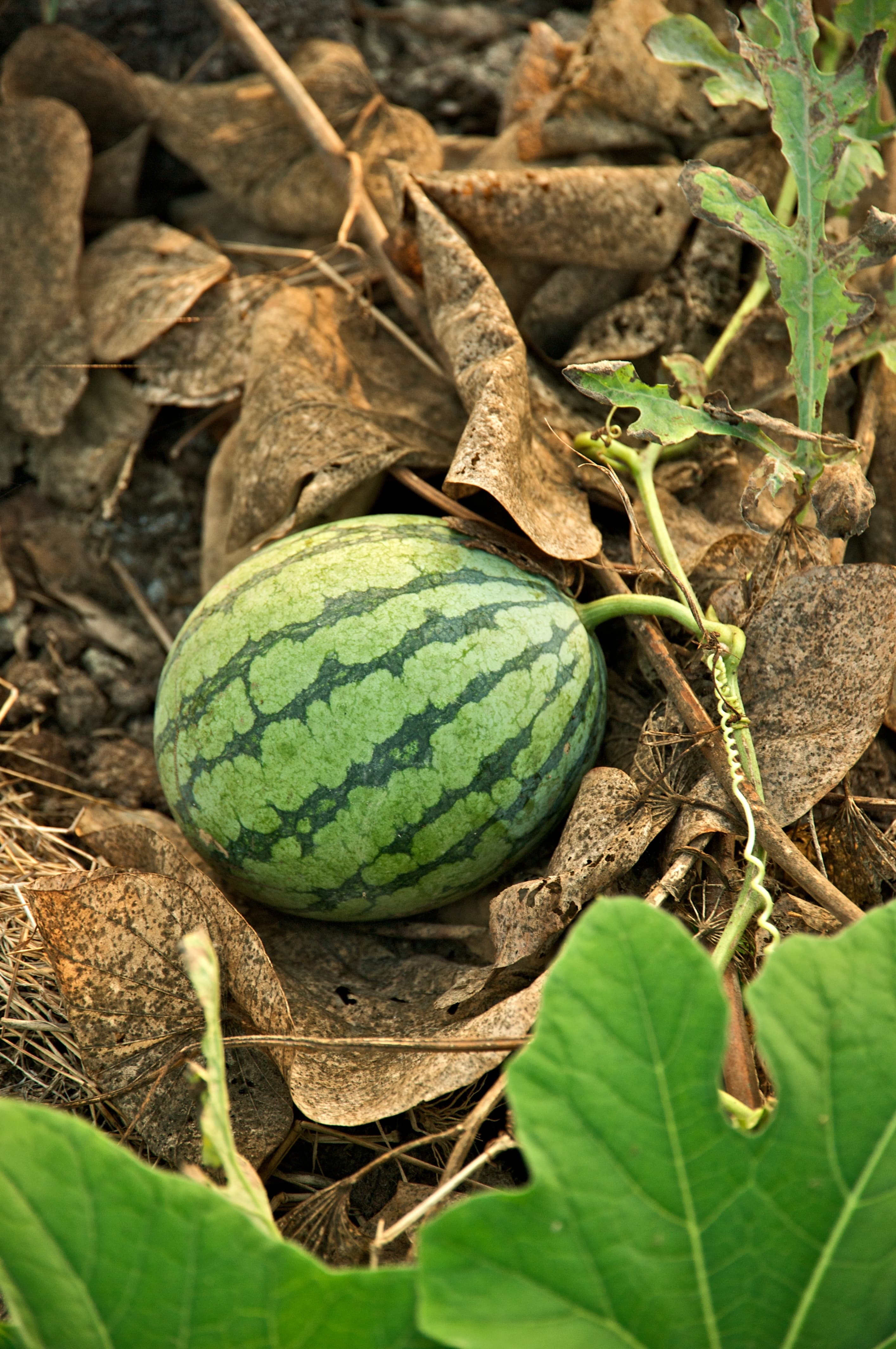 Watermelon, seedless, rind only, raw