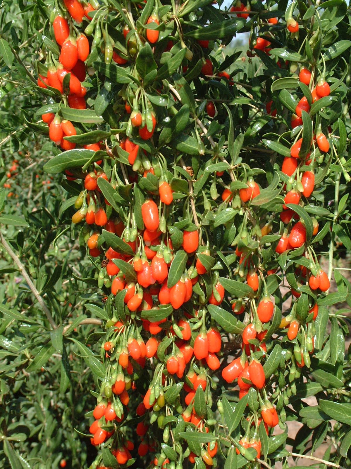 Goji berries, dried