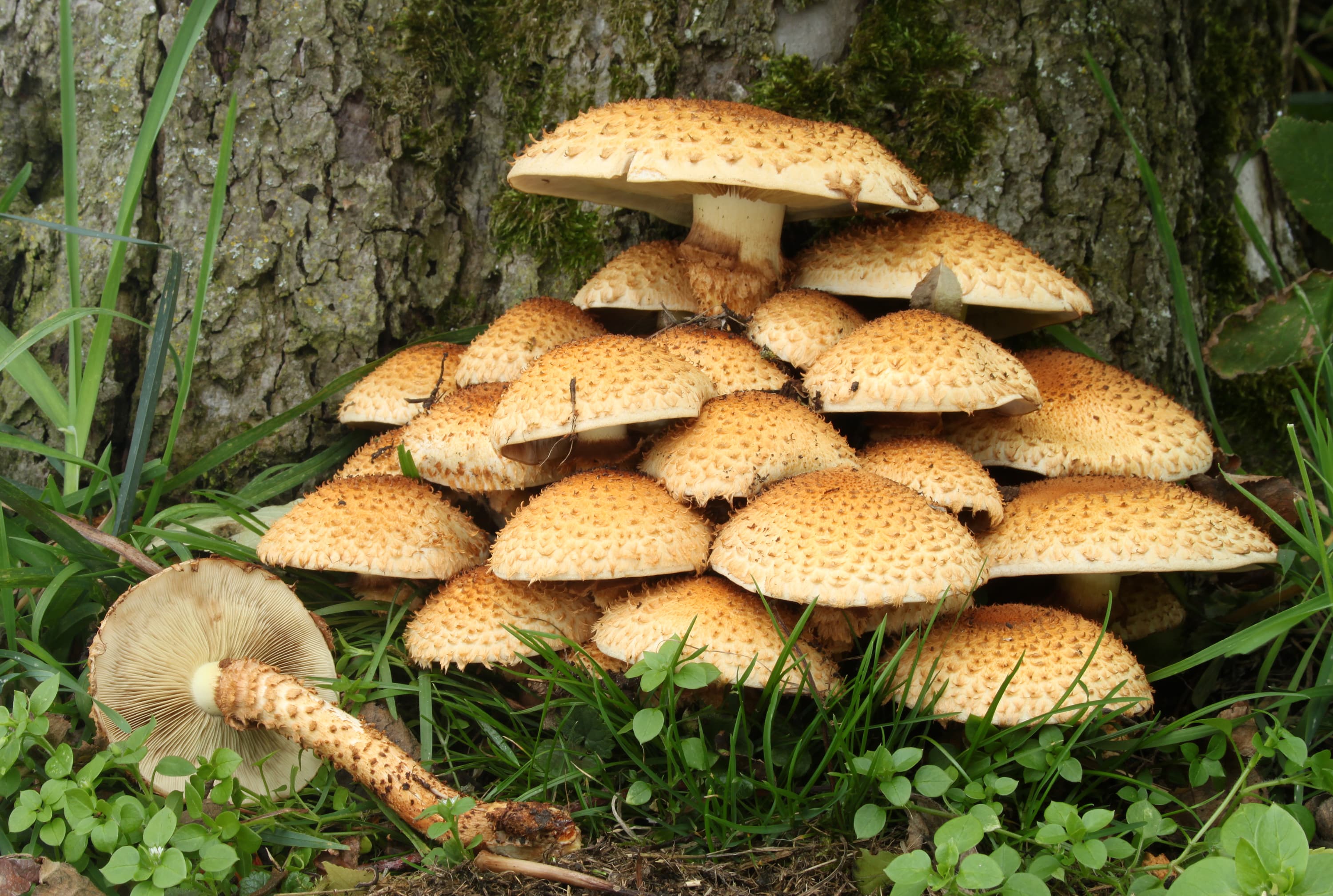 mushroom fruitbody