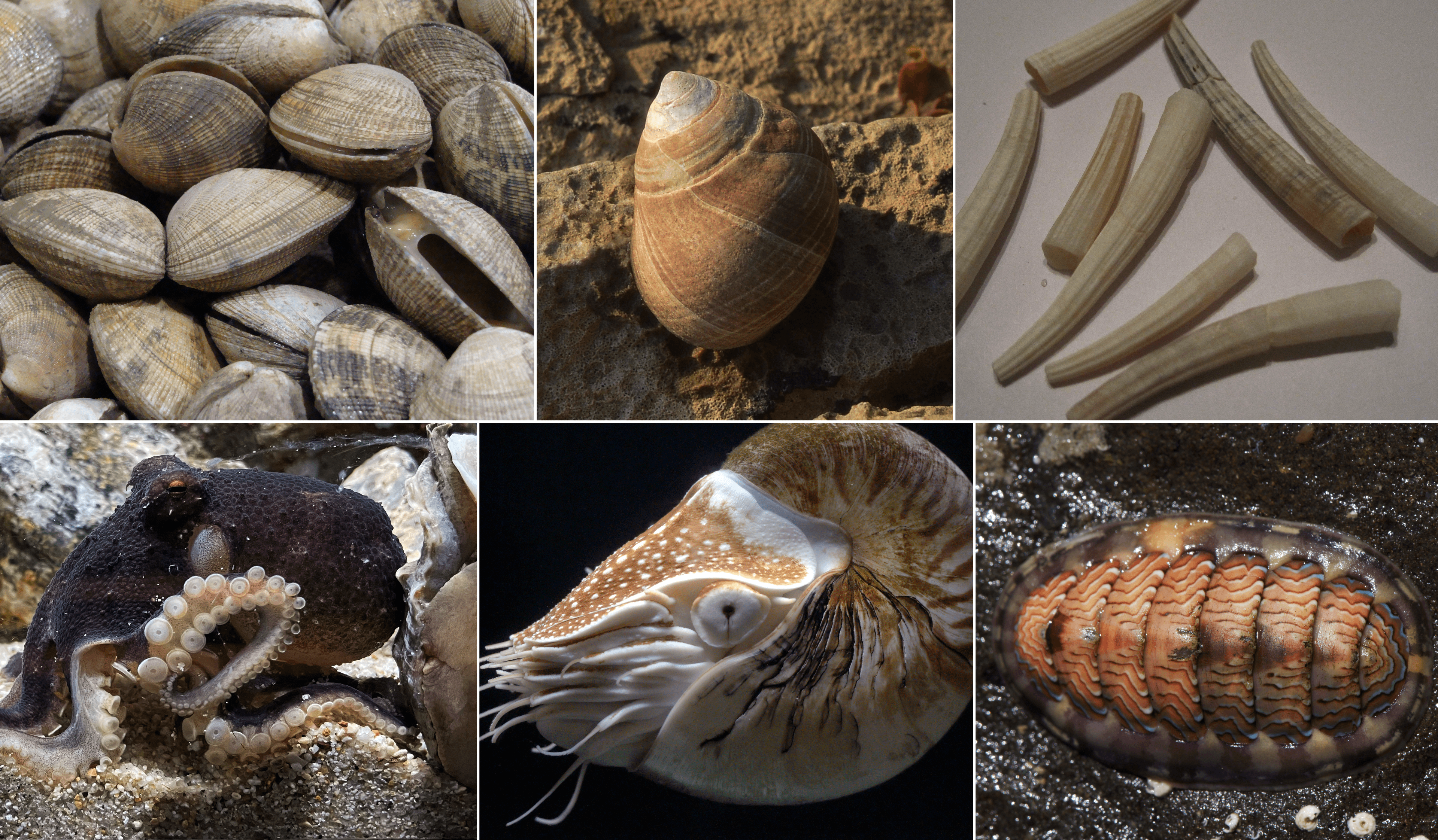 Mollusks, clam, mixed species, cooked, moist heat