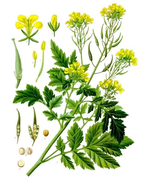 White mustard