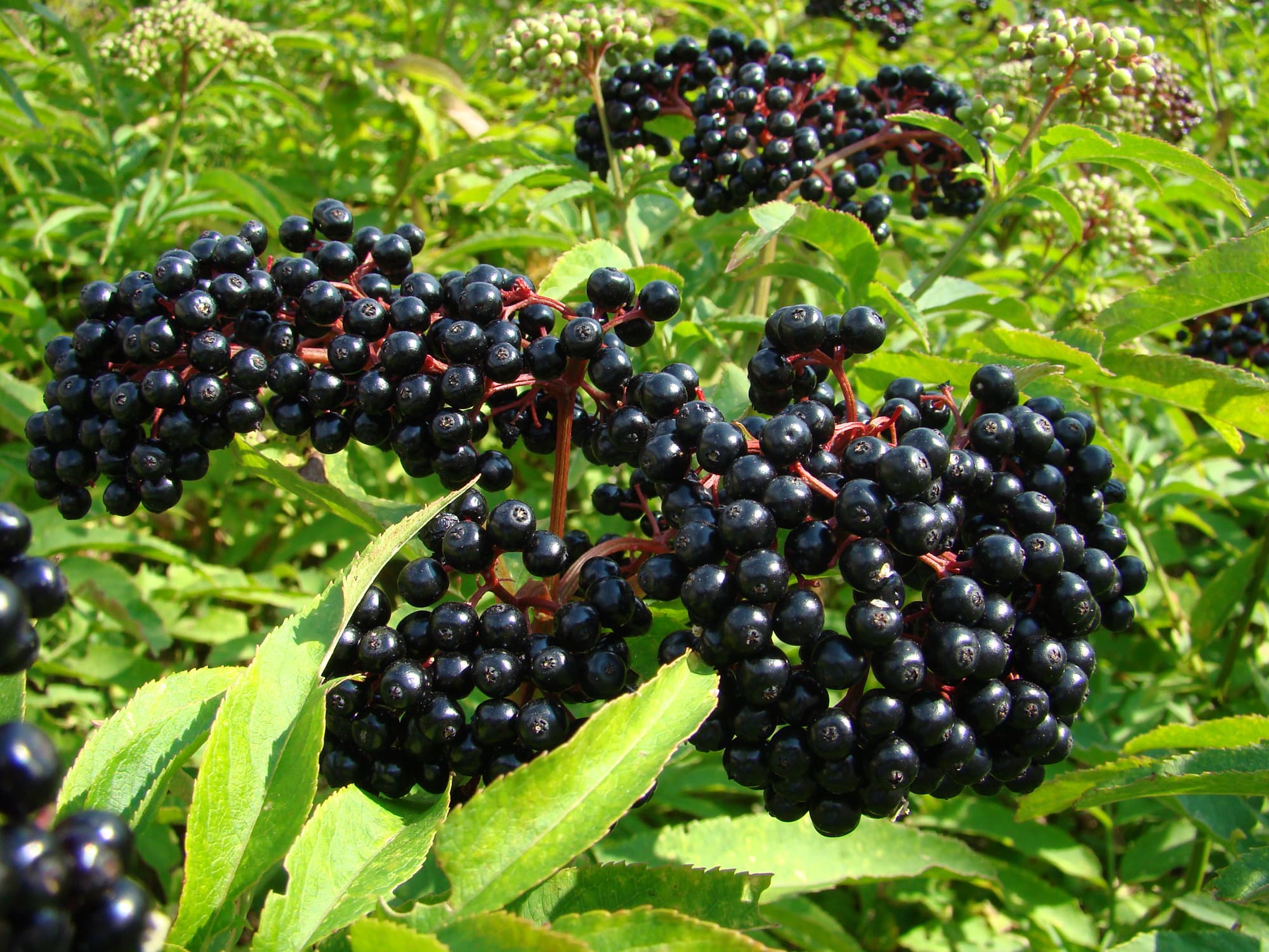 elderberry (raw)