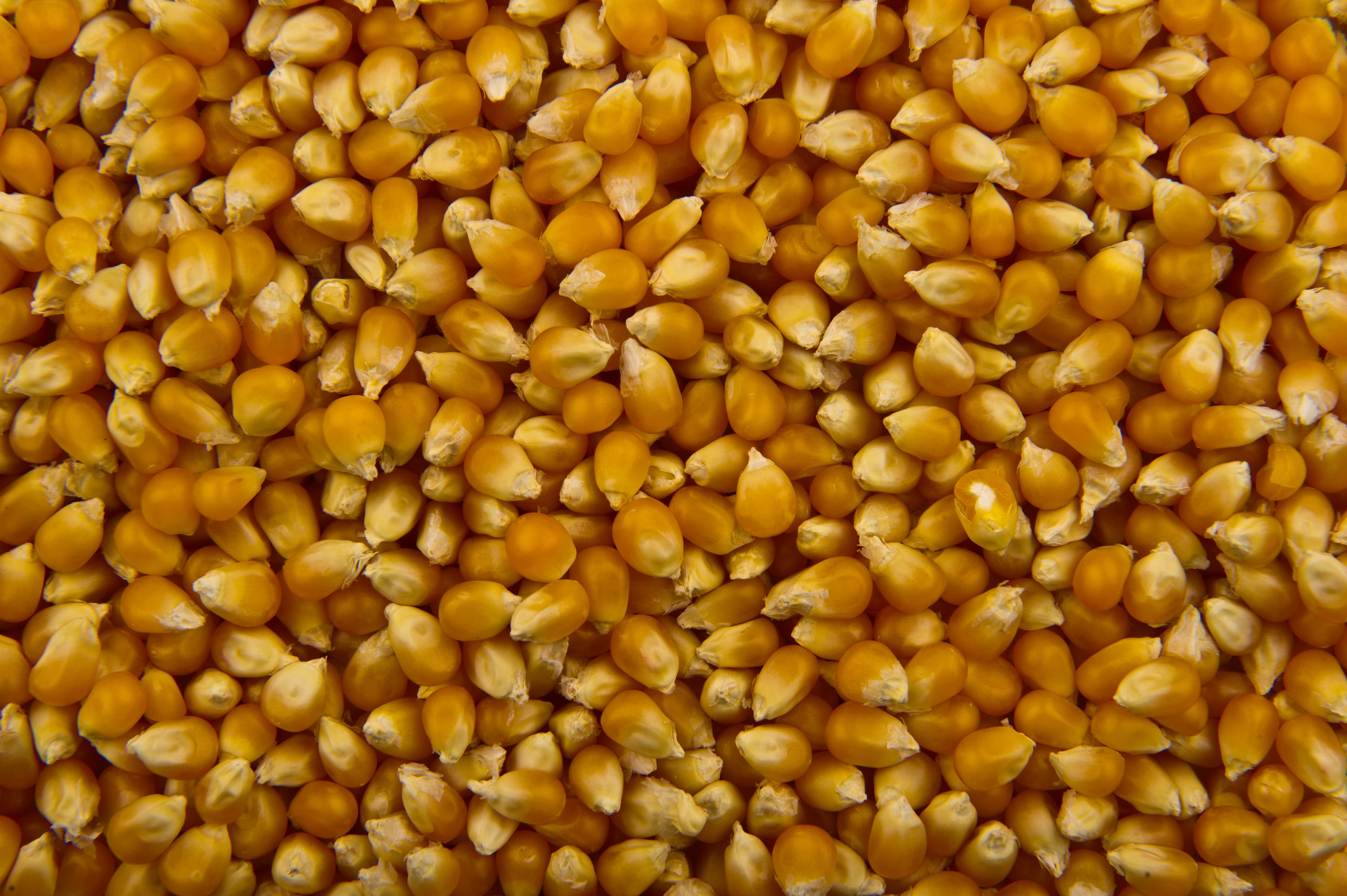 Popcorn, popped in oil, no butter added