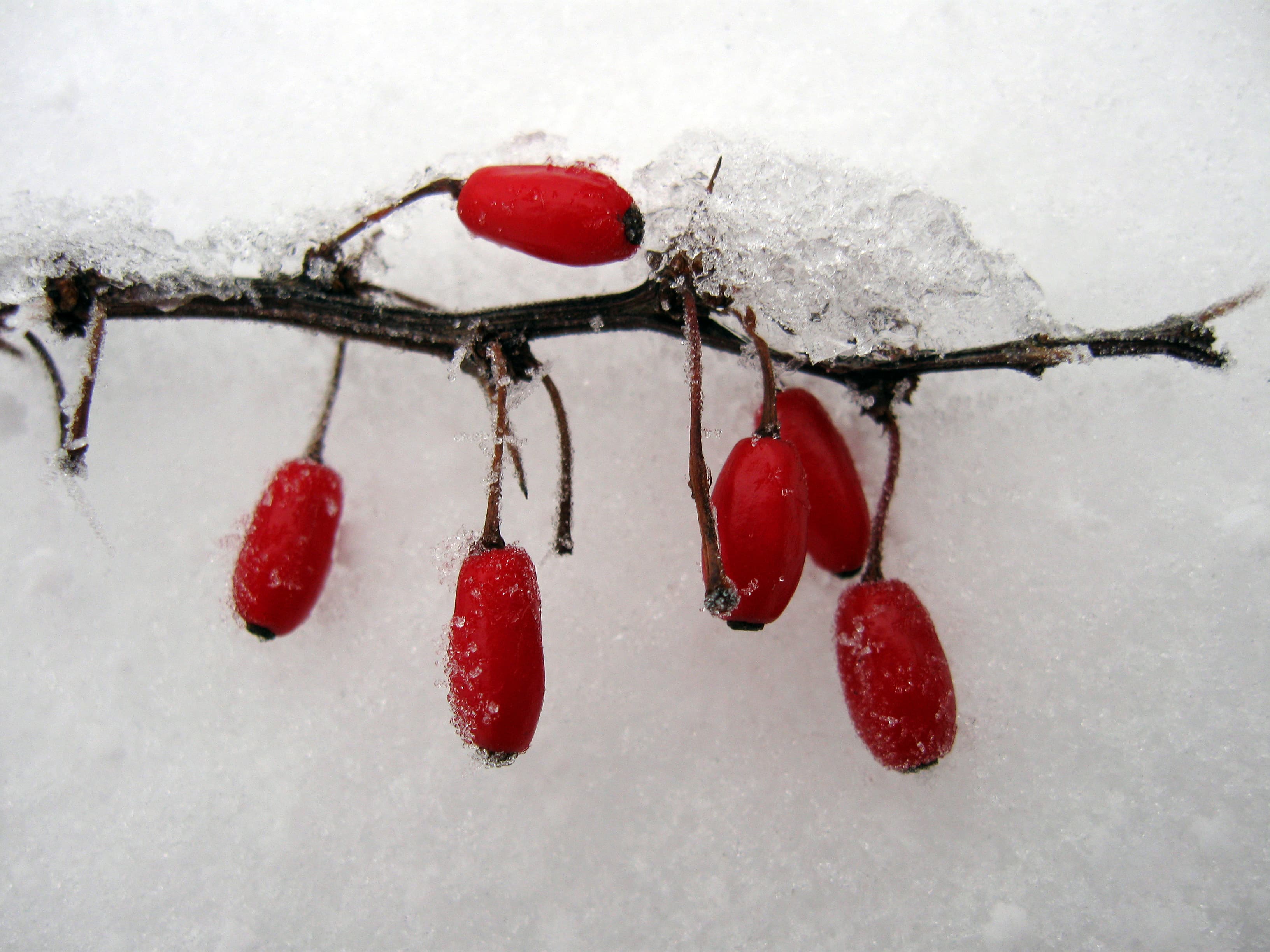 berry (raw)